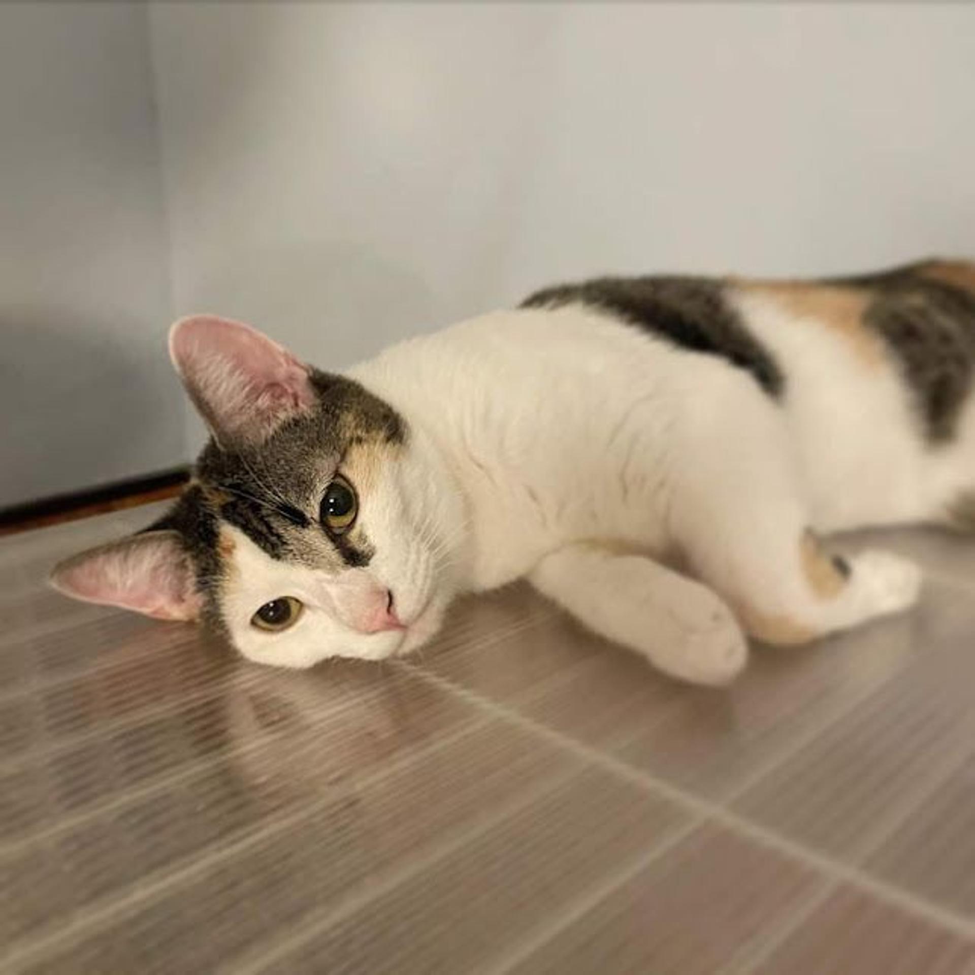 pet-image-3
