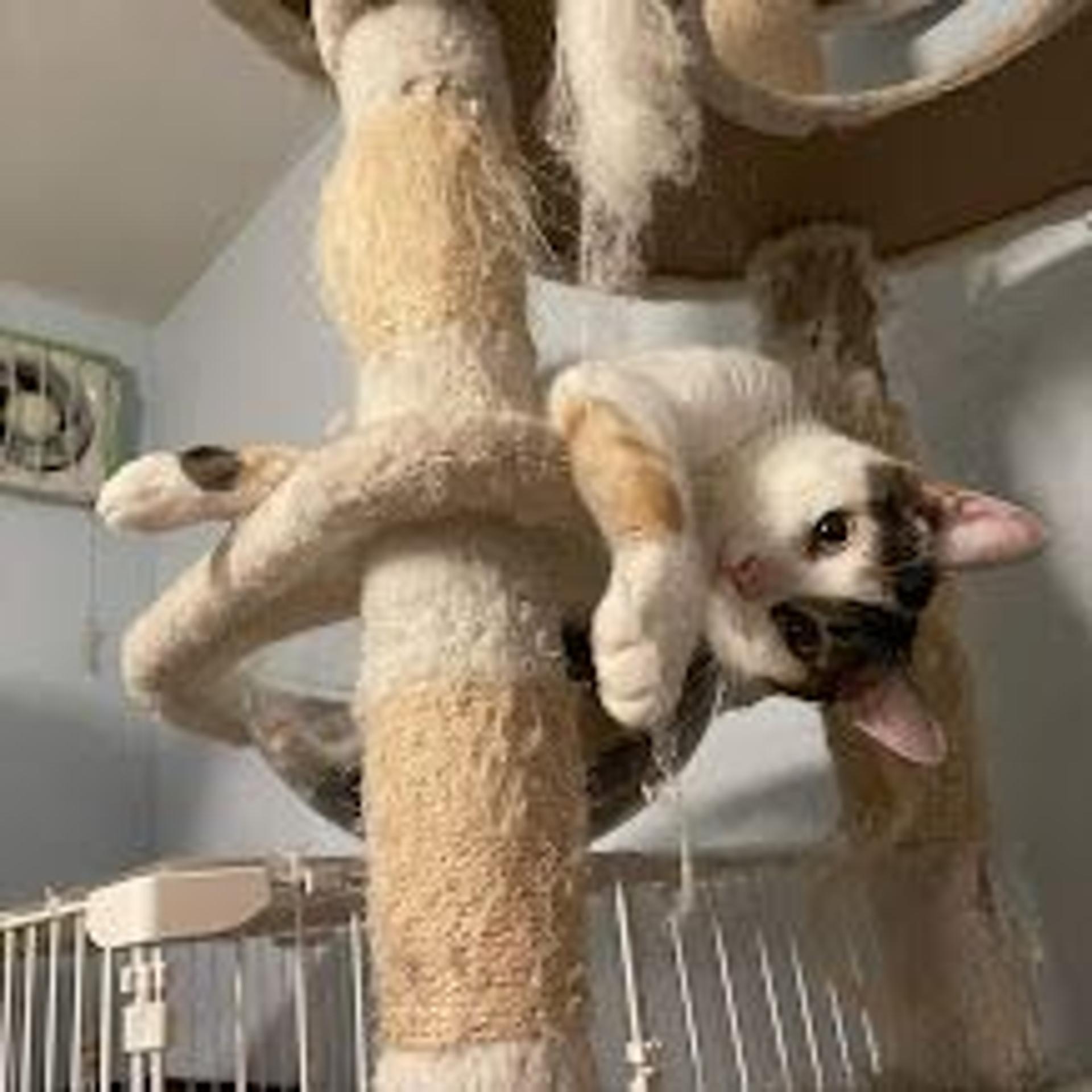 pet-image-4