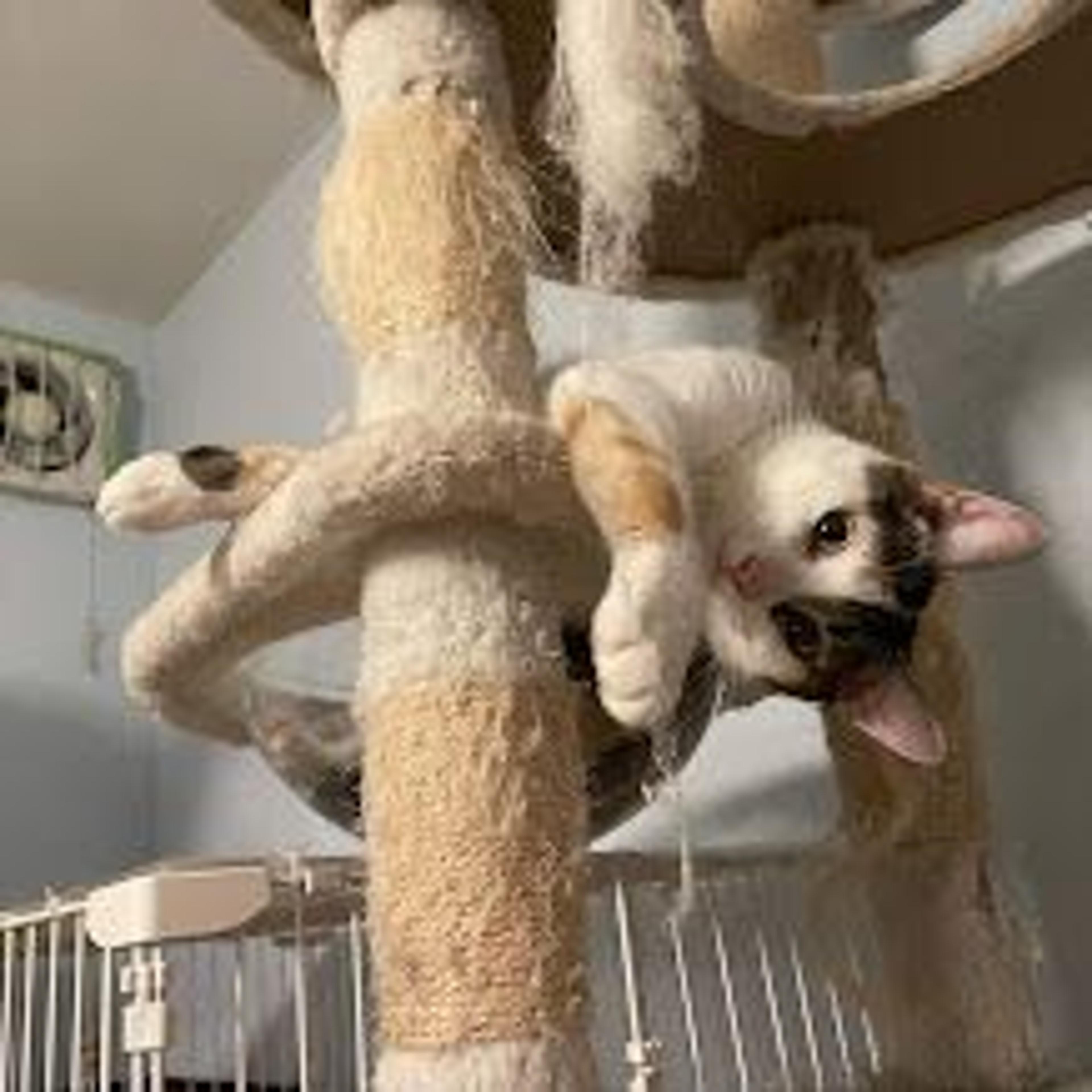 pet-image-4