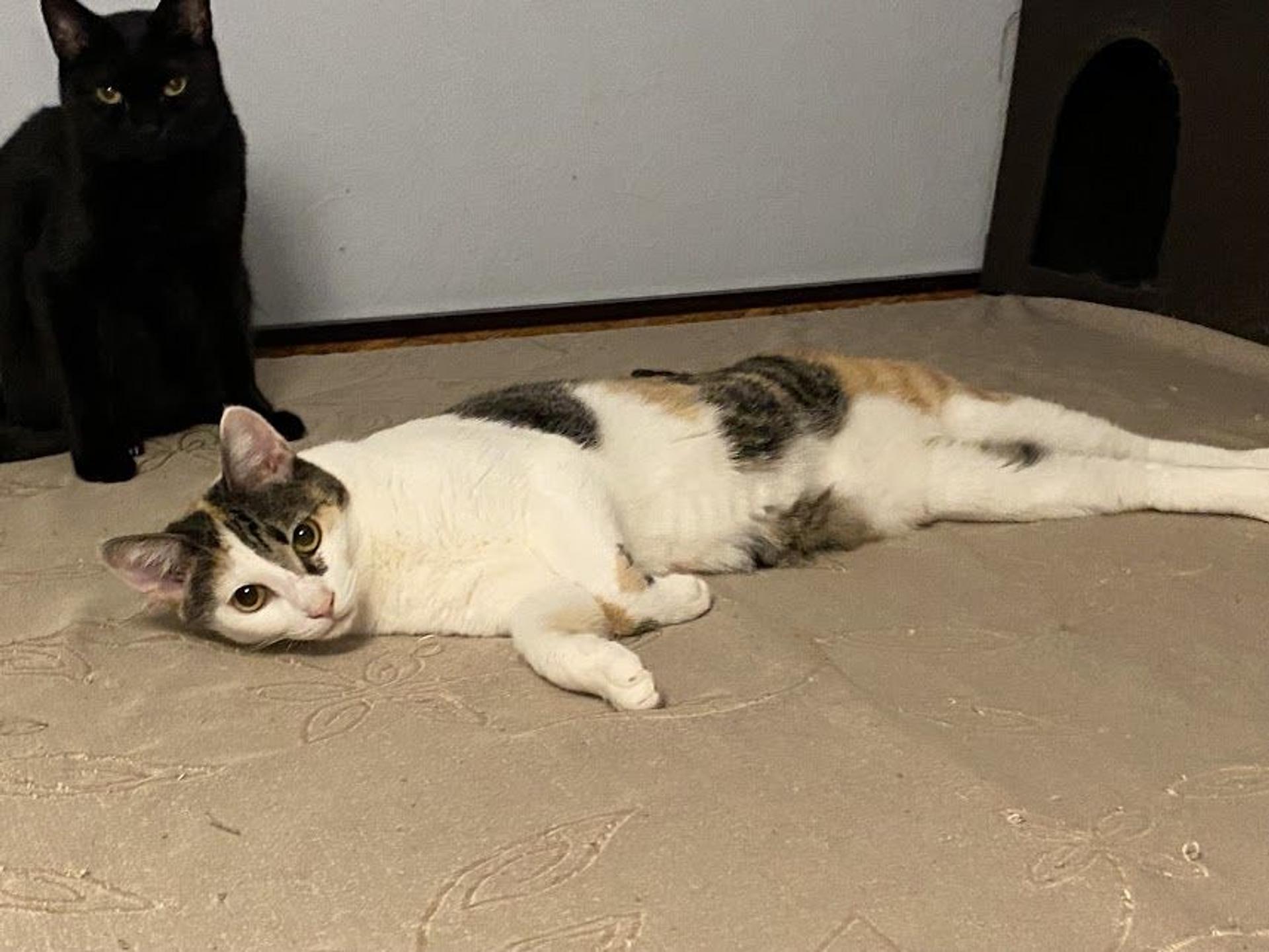 pet-image-5