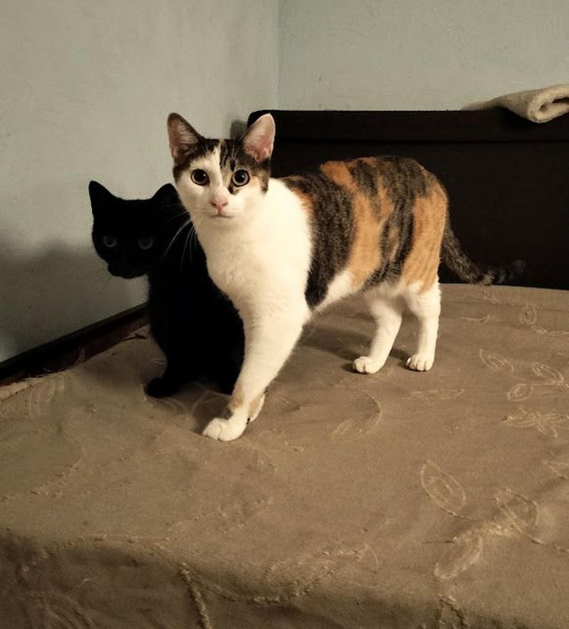 pet-image-8