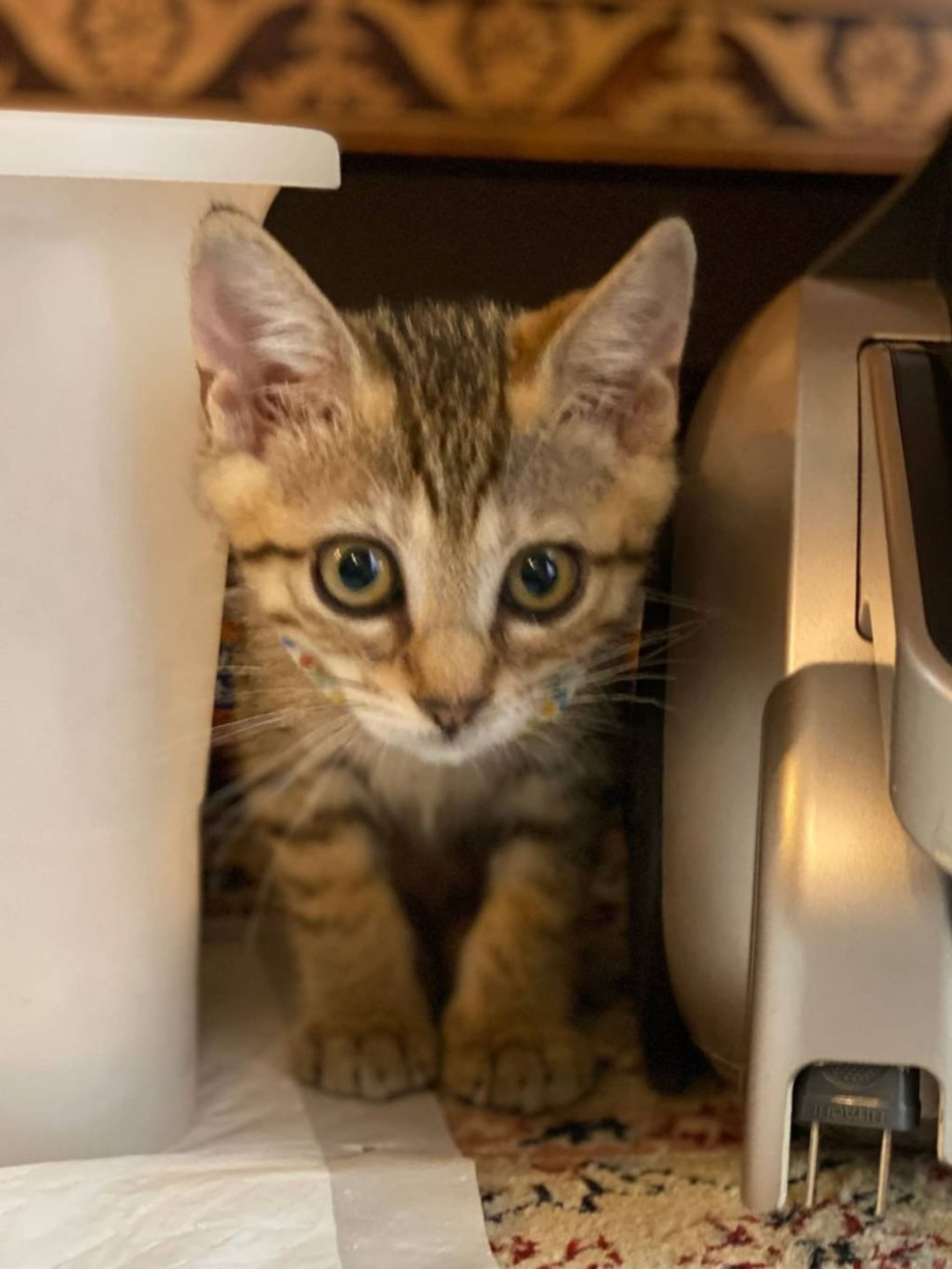 pet-image-2