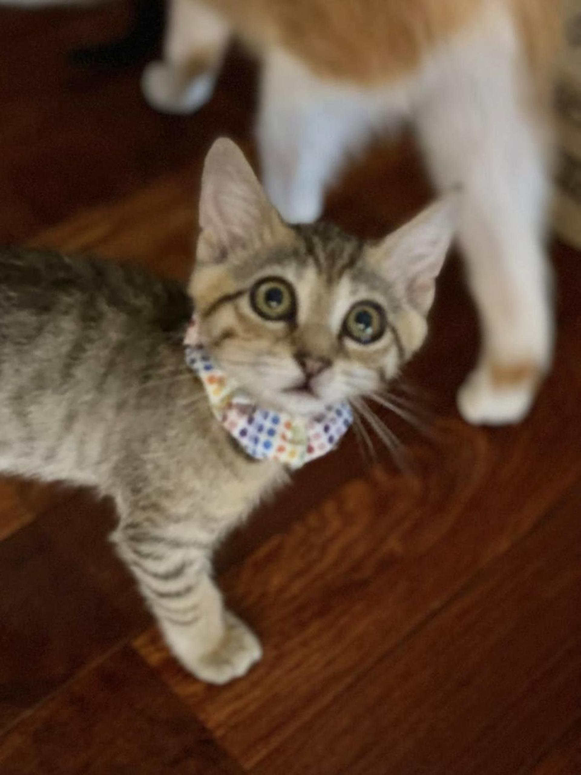 pet-image-3