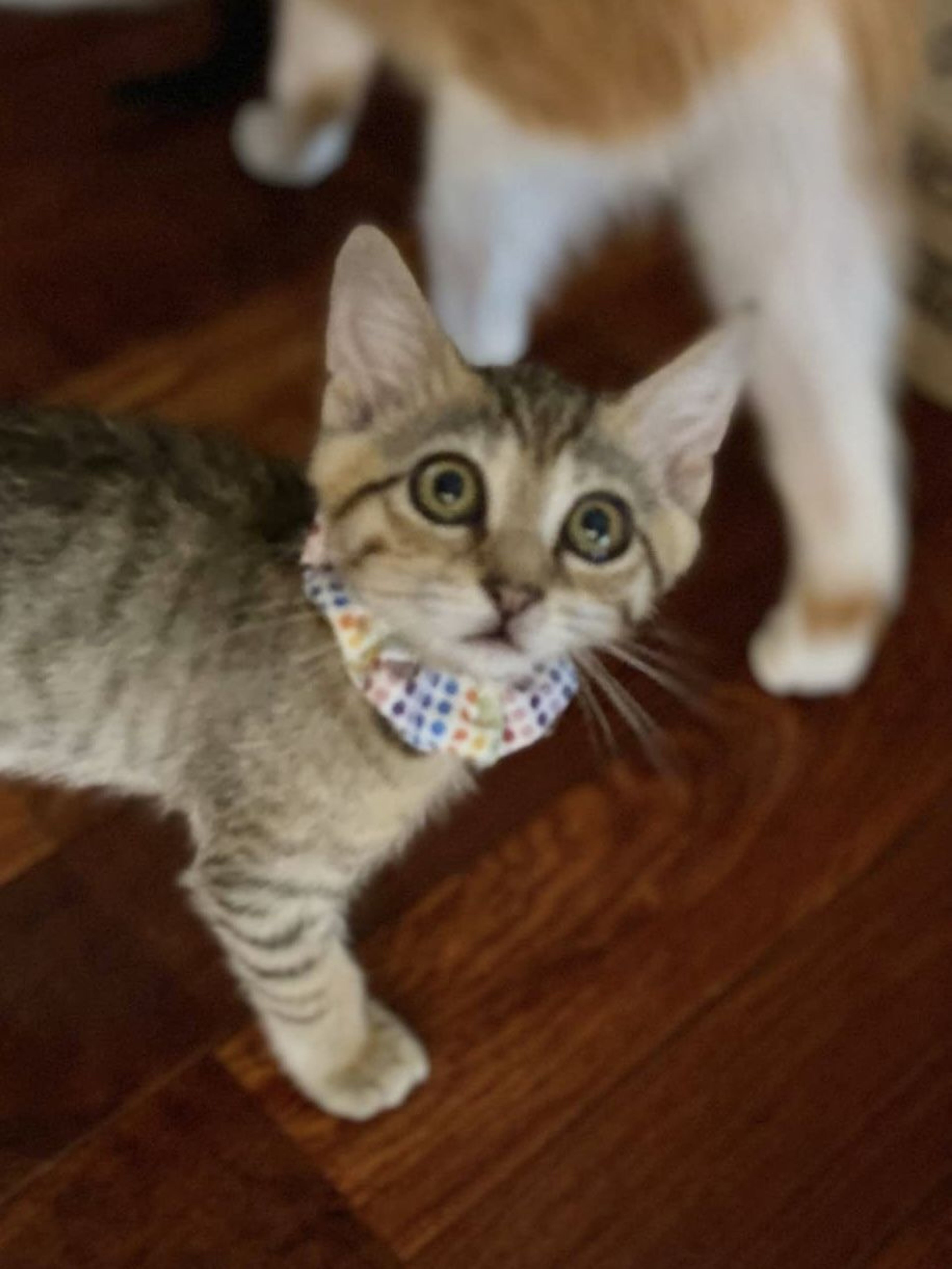 pet-image-3