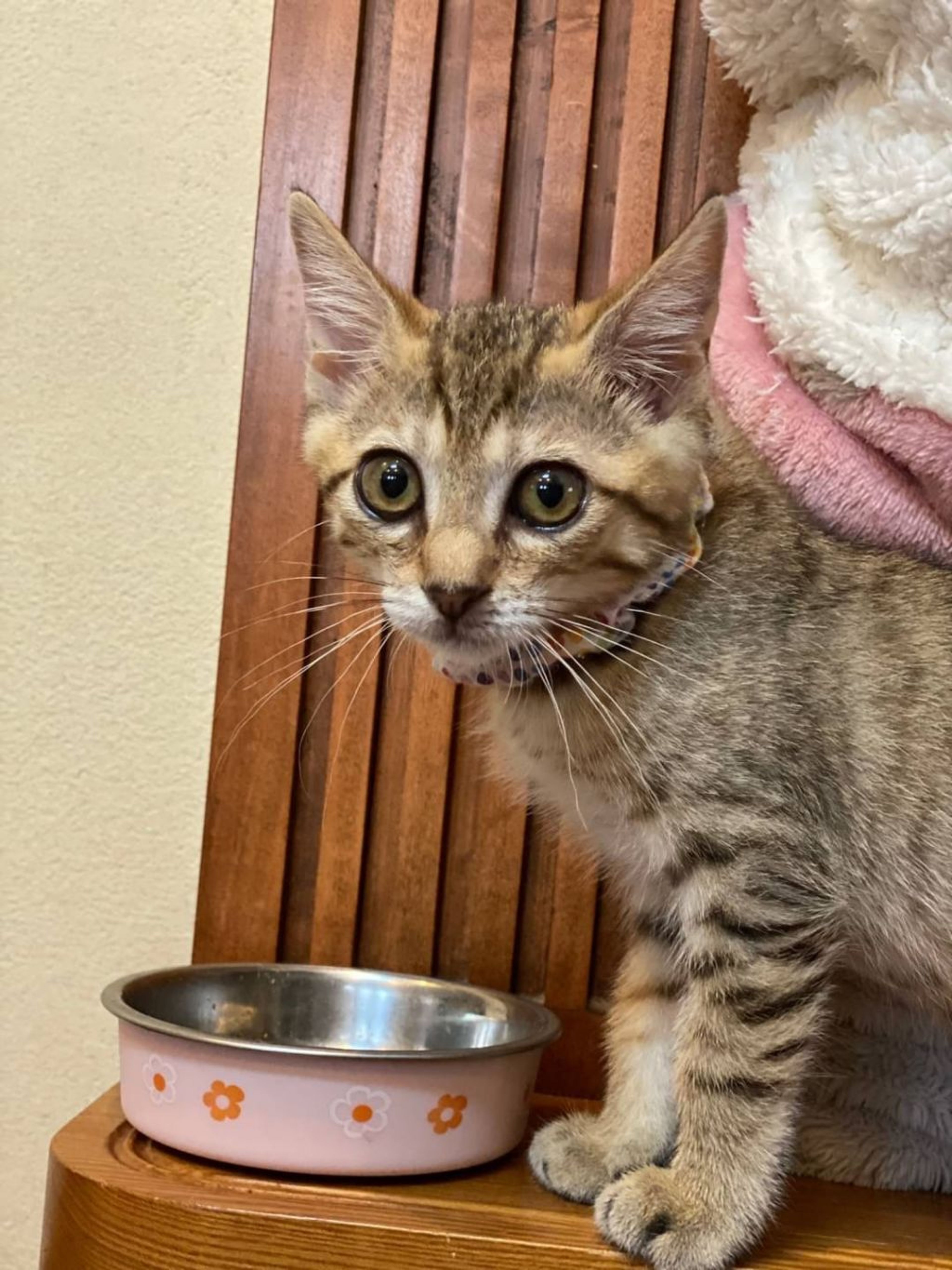 pet-image-4