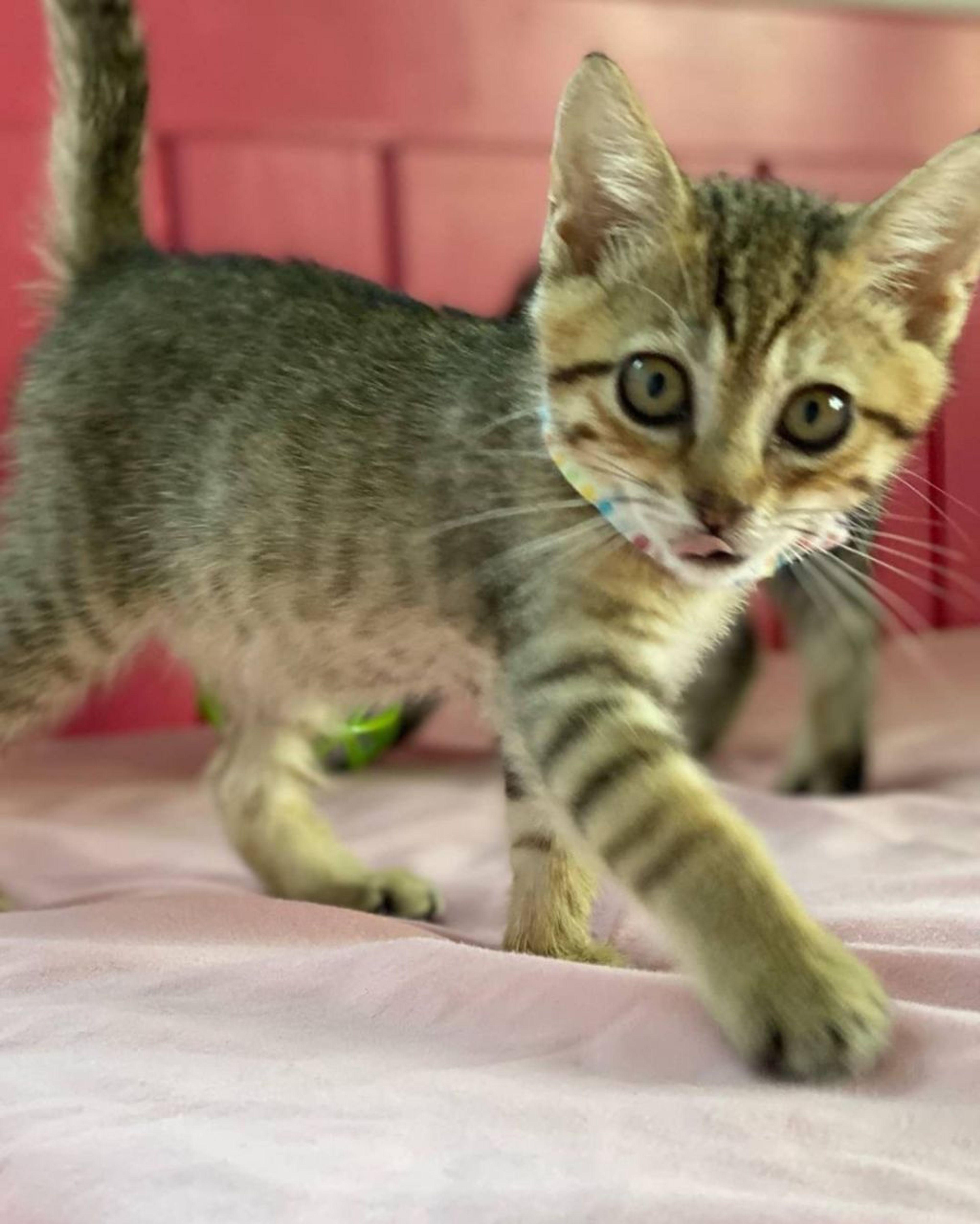 pet-image-5