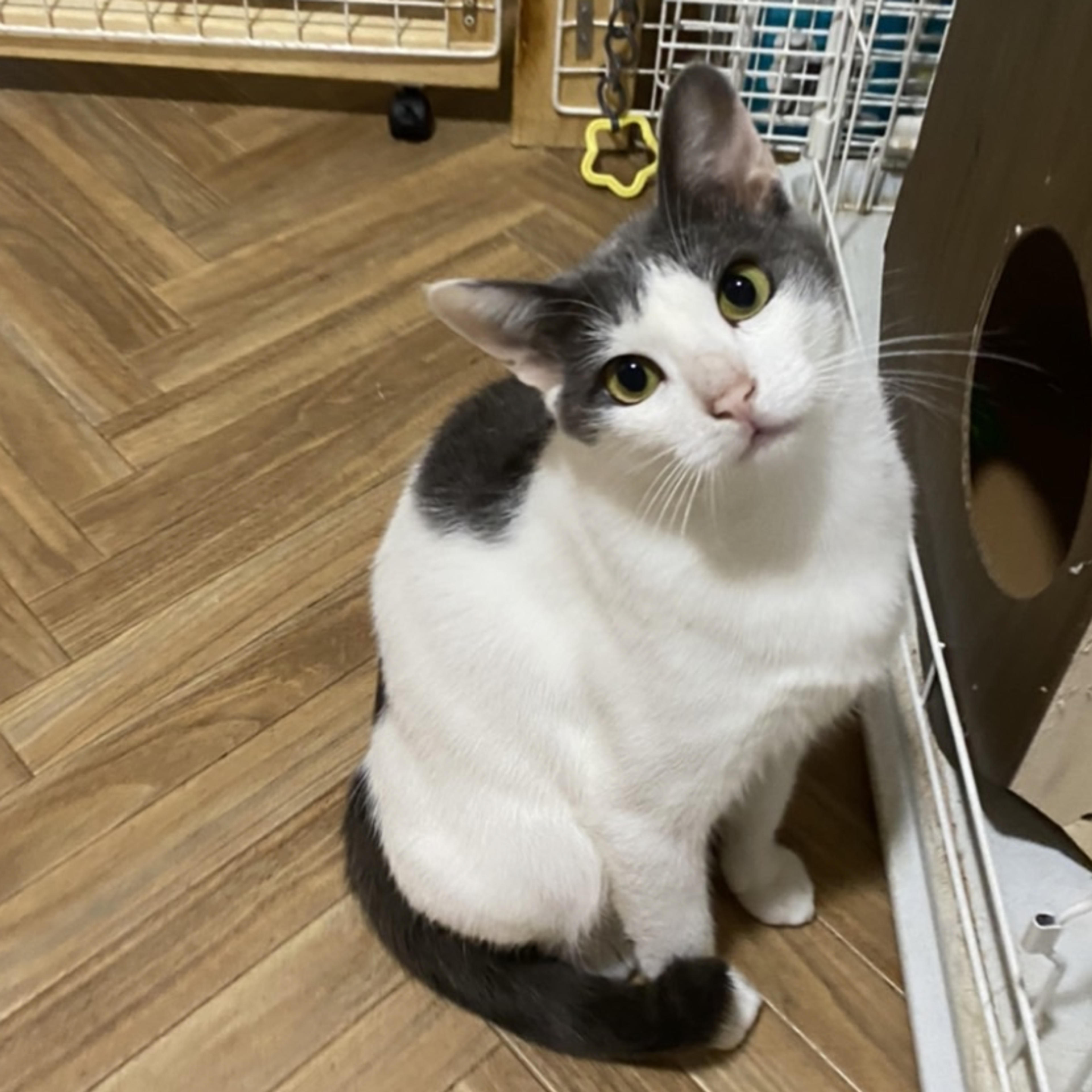 pet-image-2