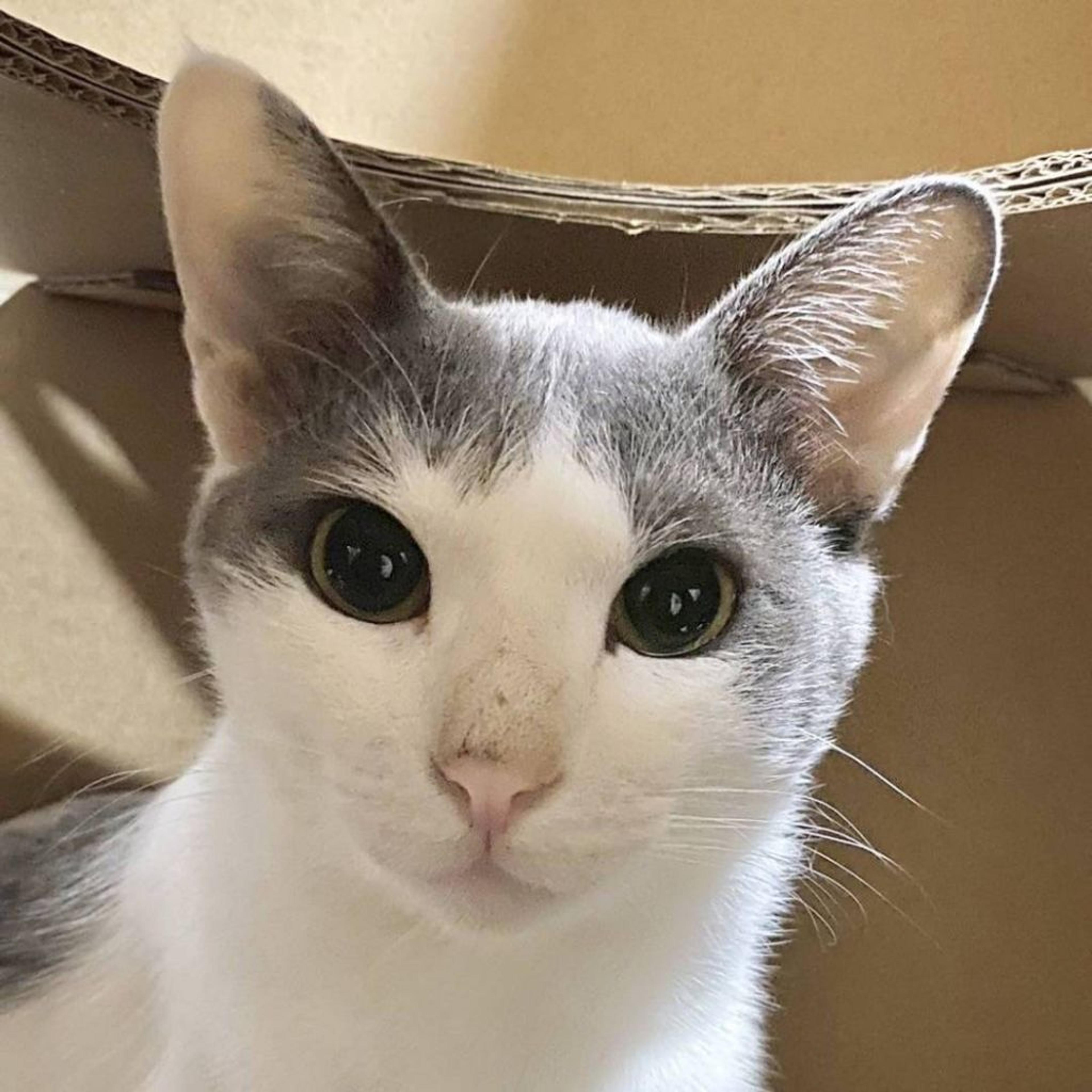 pet-image-4