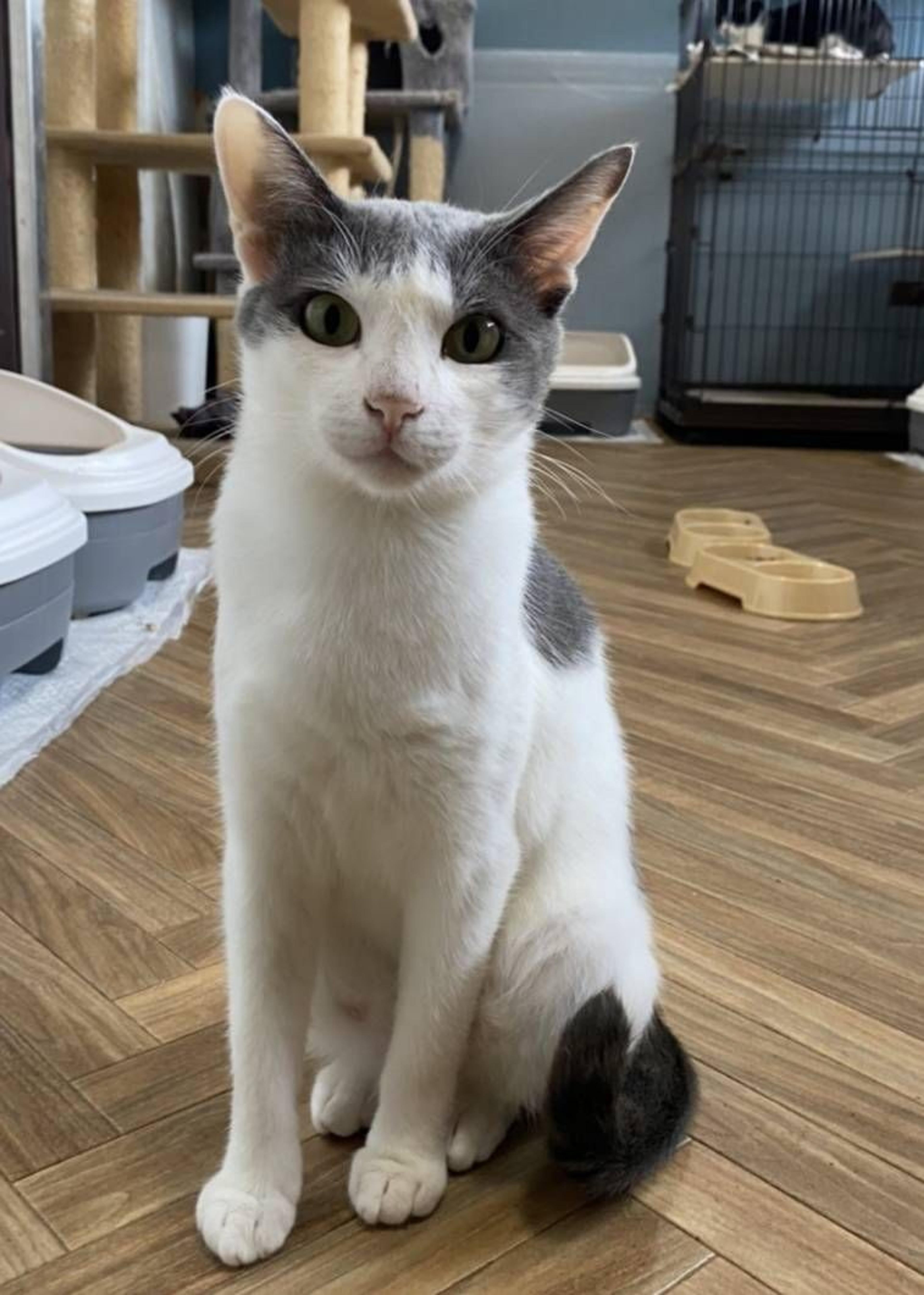 pet-image-5