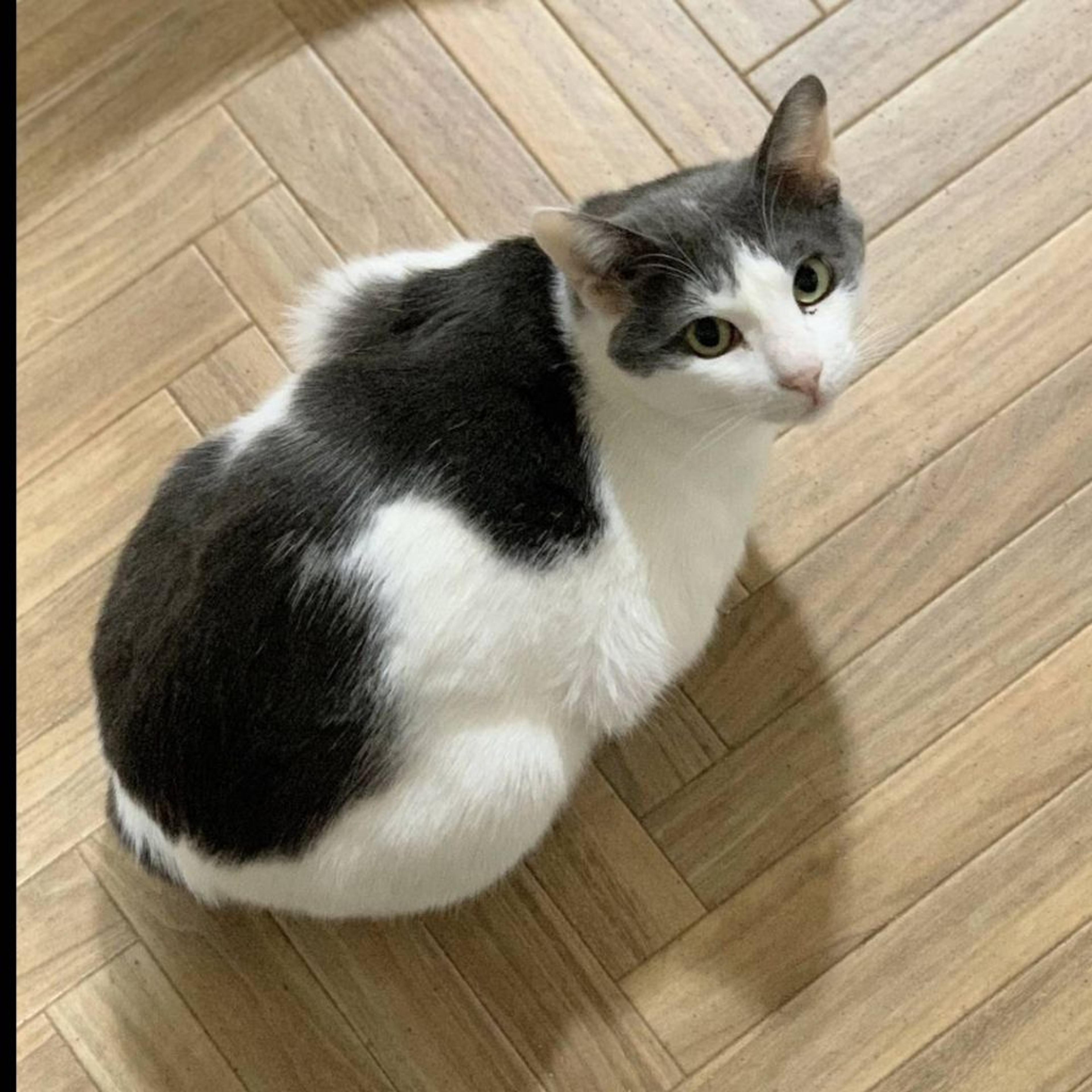 pet-image-7