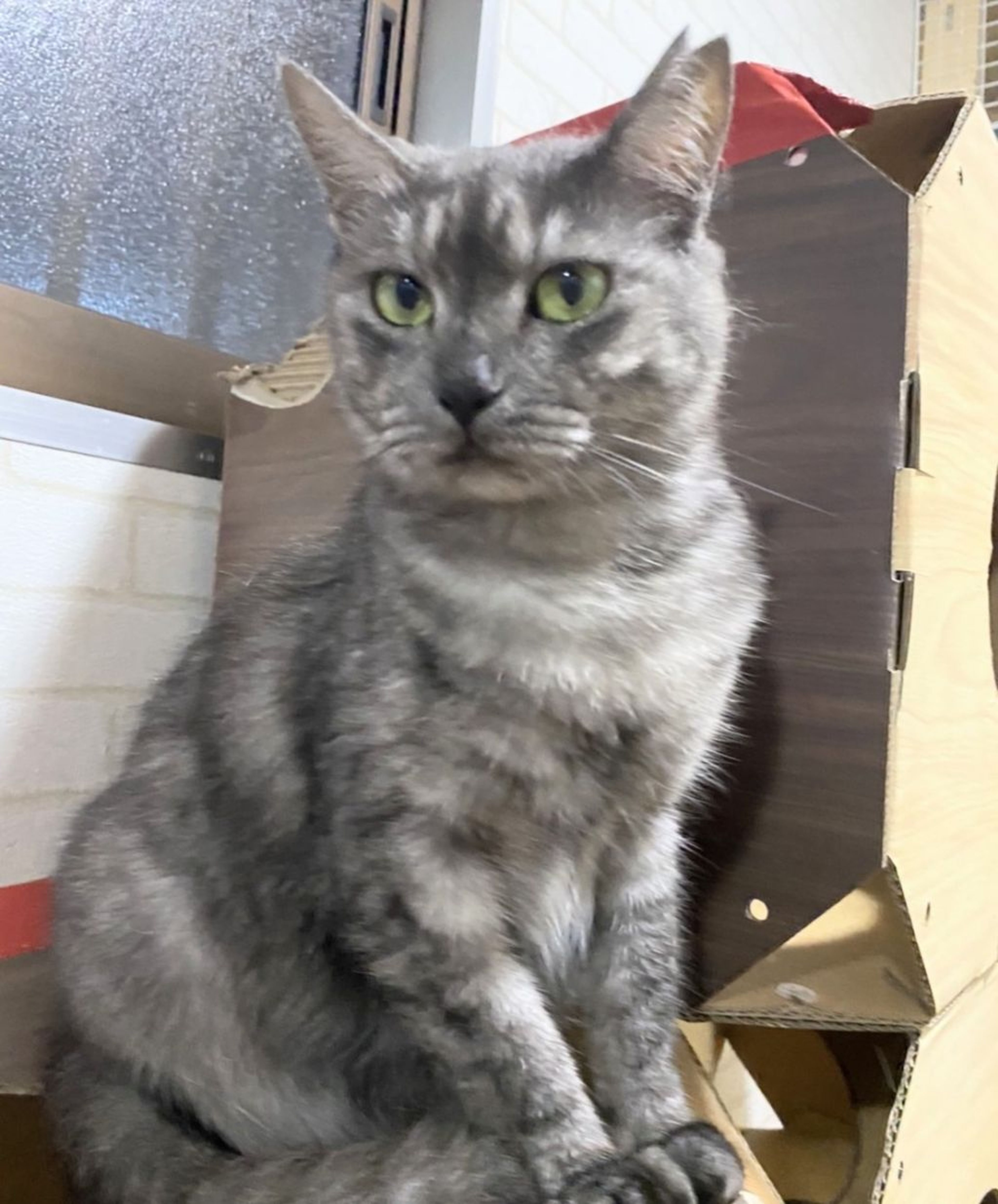 雑種（ミックス猫）・メスの里親募集の写真