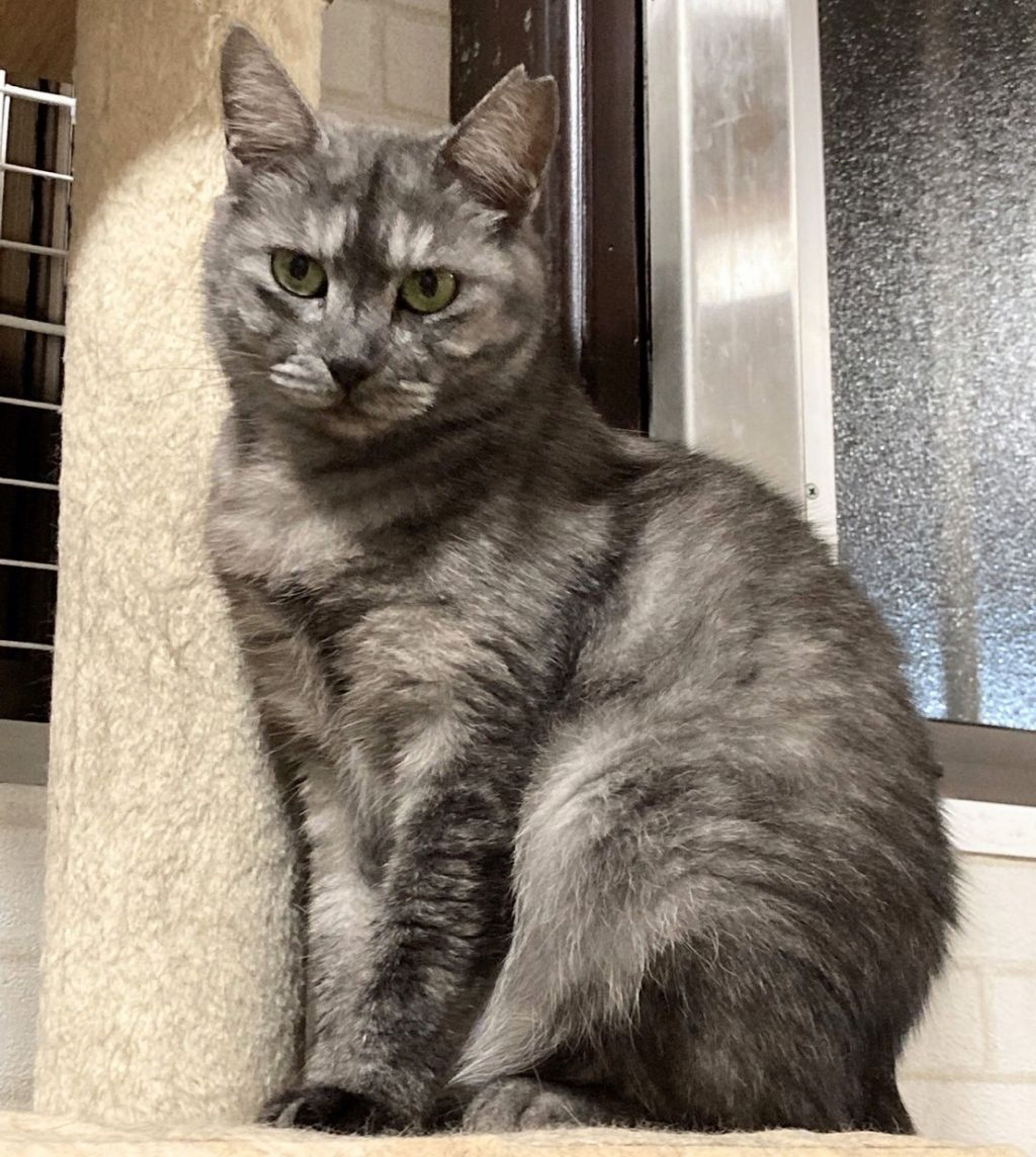 pet-image-2