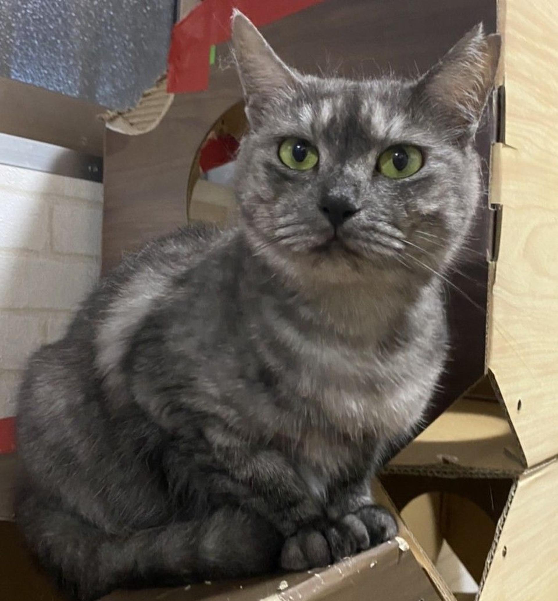 pet-image-5