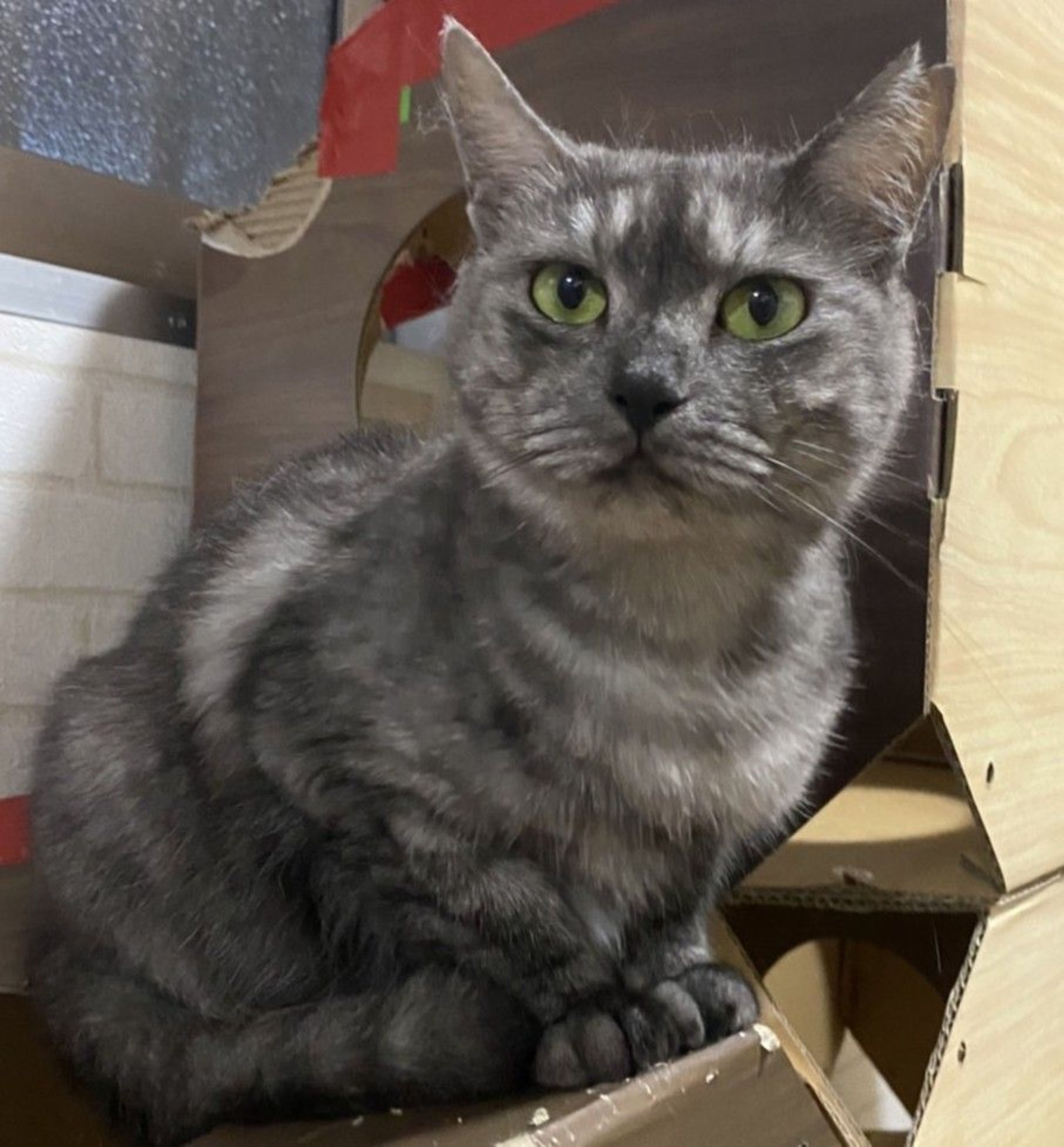 pet-image-5