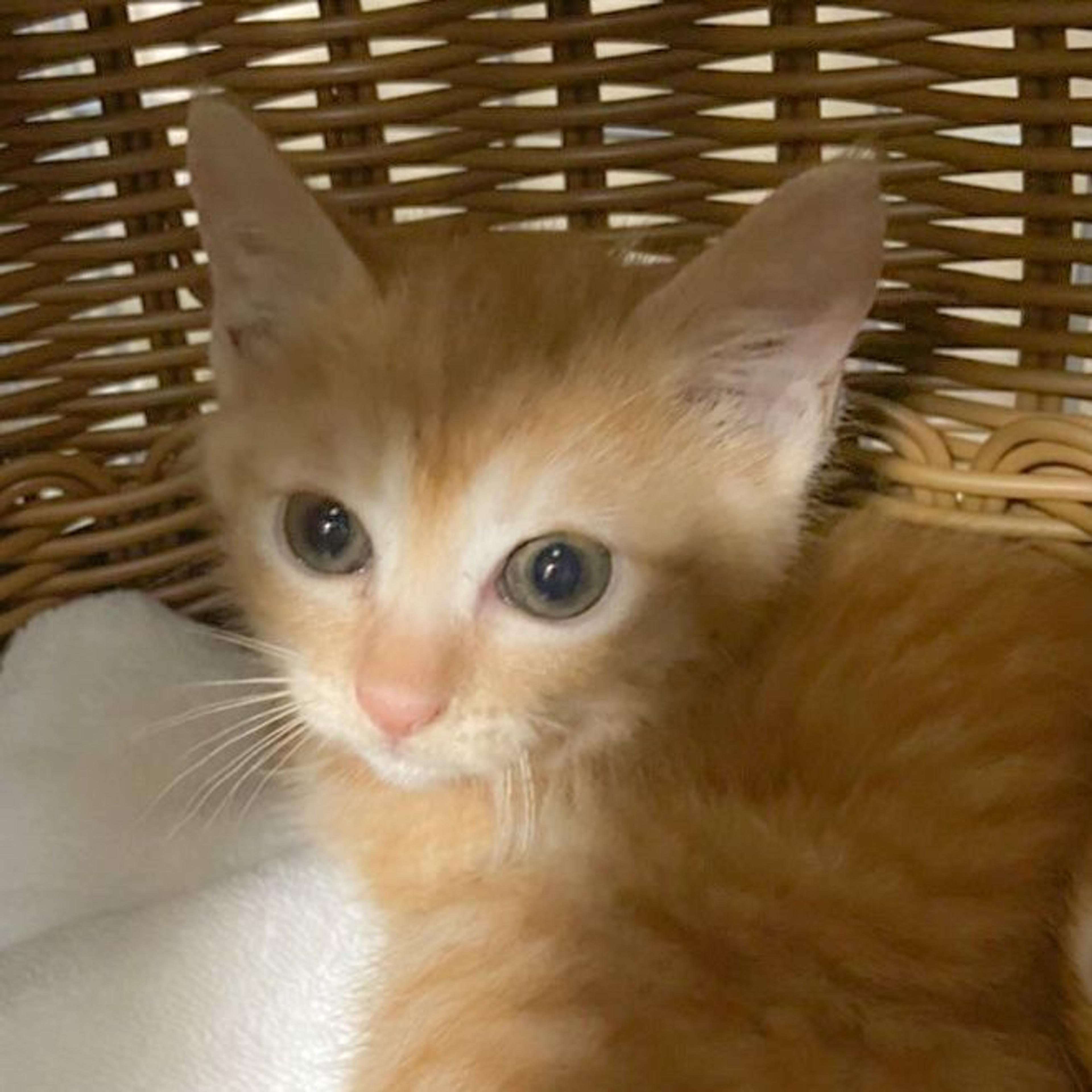 pet-image-2