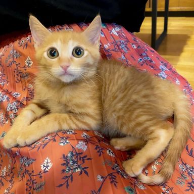 セロリの写真