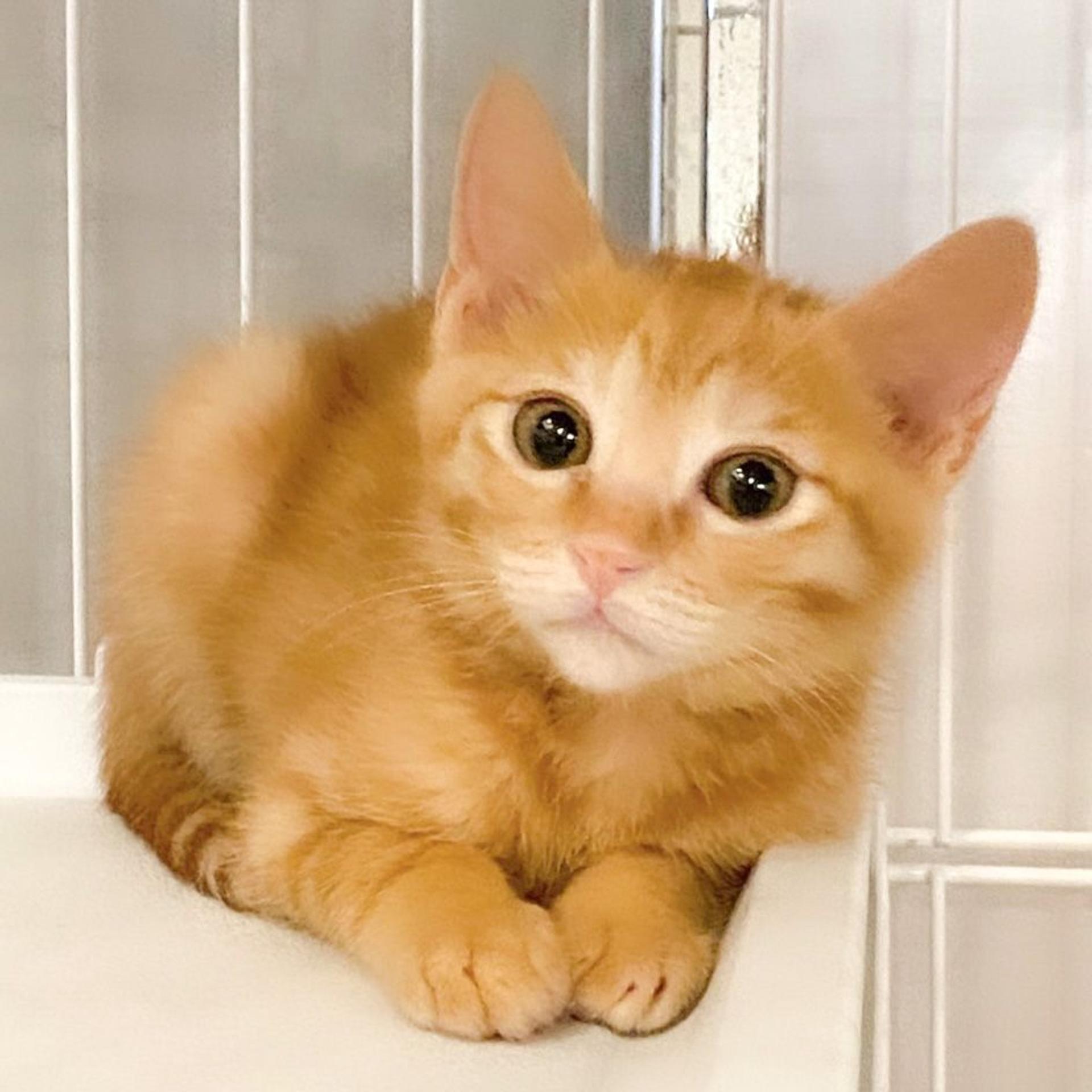 pet-image-2