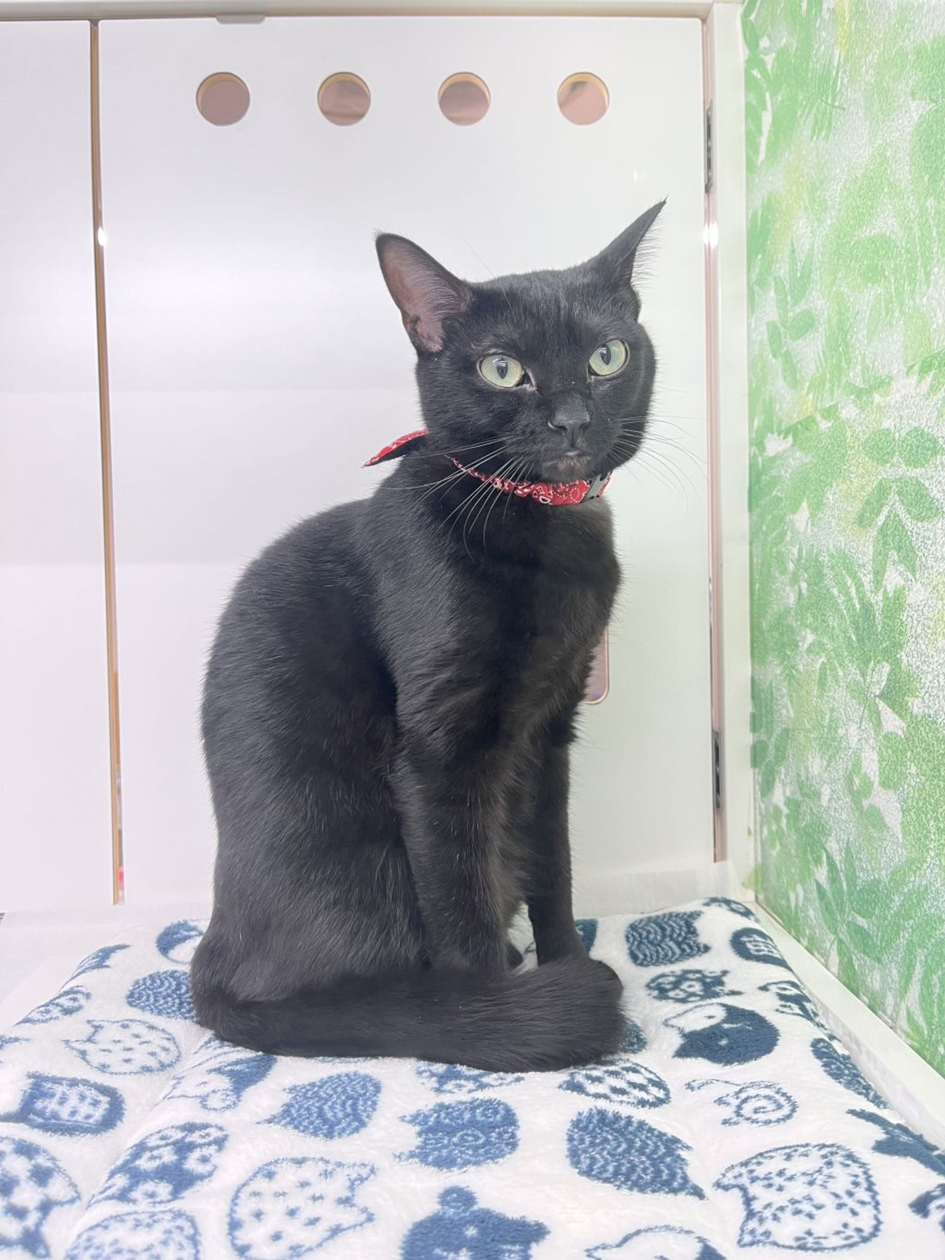 雑種（ミックス猫）・メスの里親募集の写真