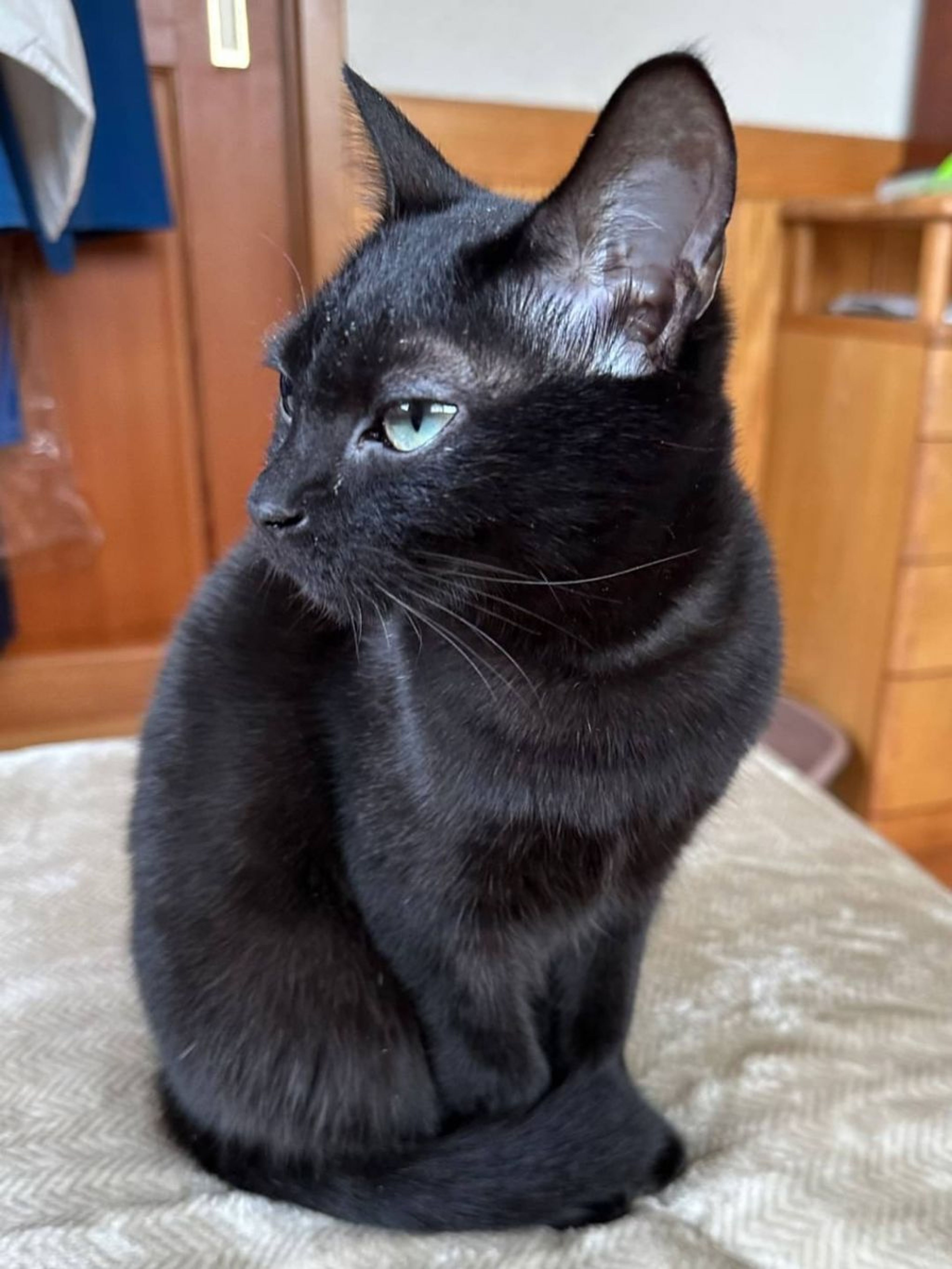 pet-image-5