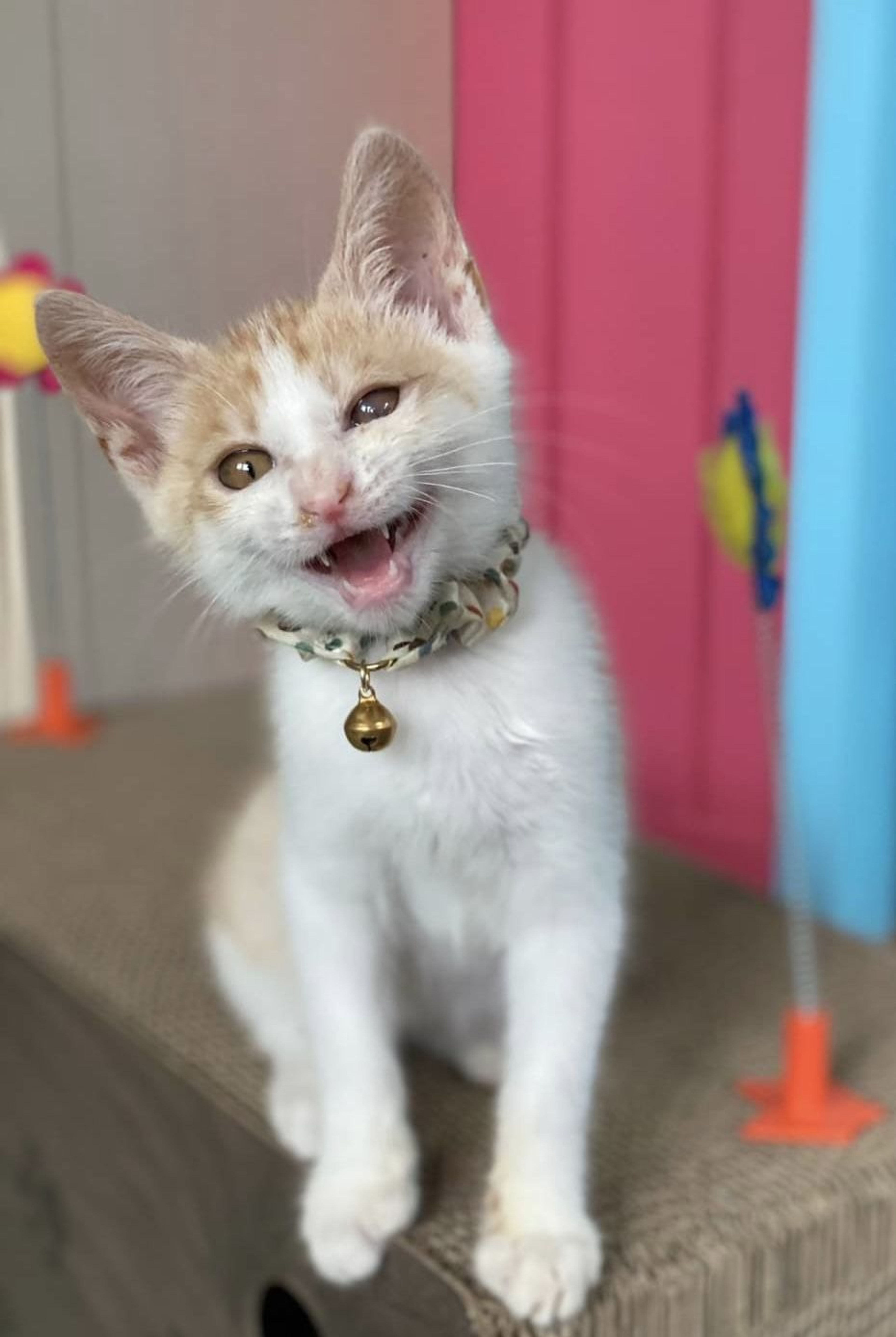 雑種（ミックス猫）・オスの里親募集の写真