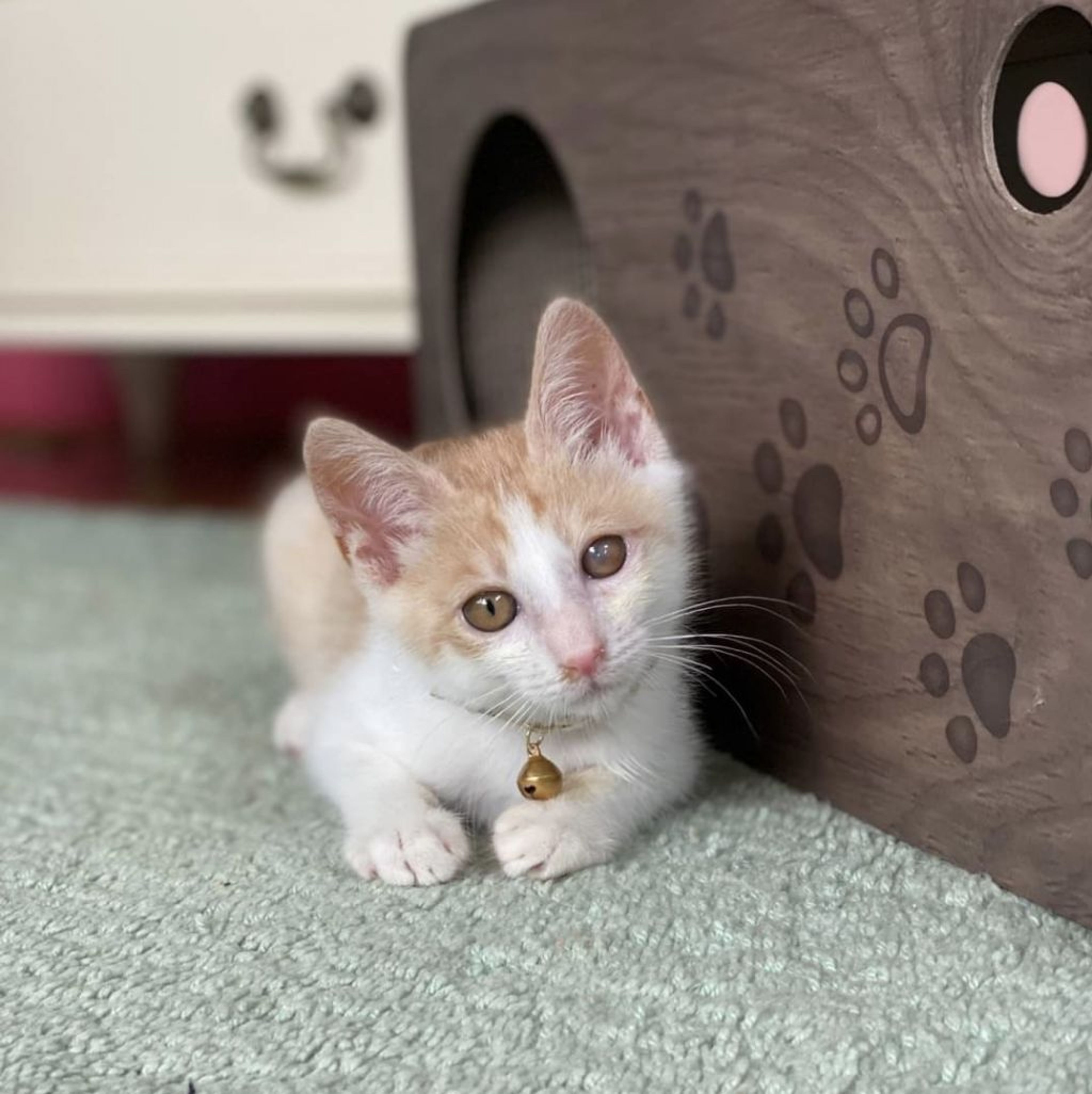 pet-image-3