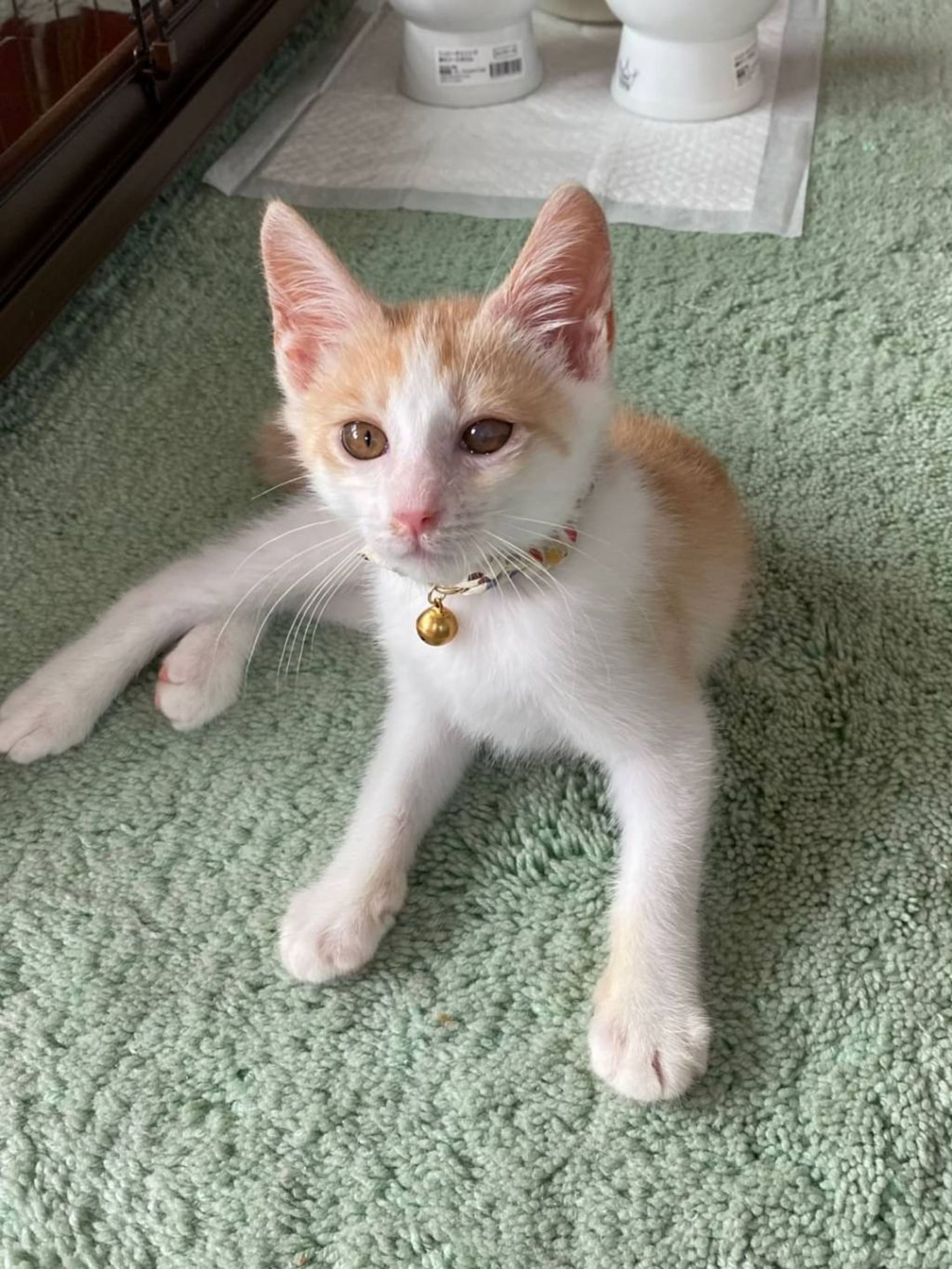 pet-image-4