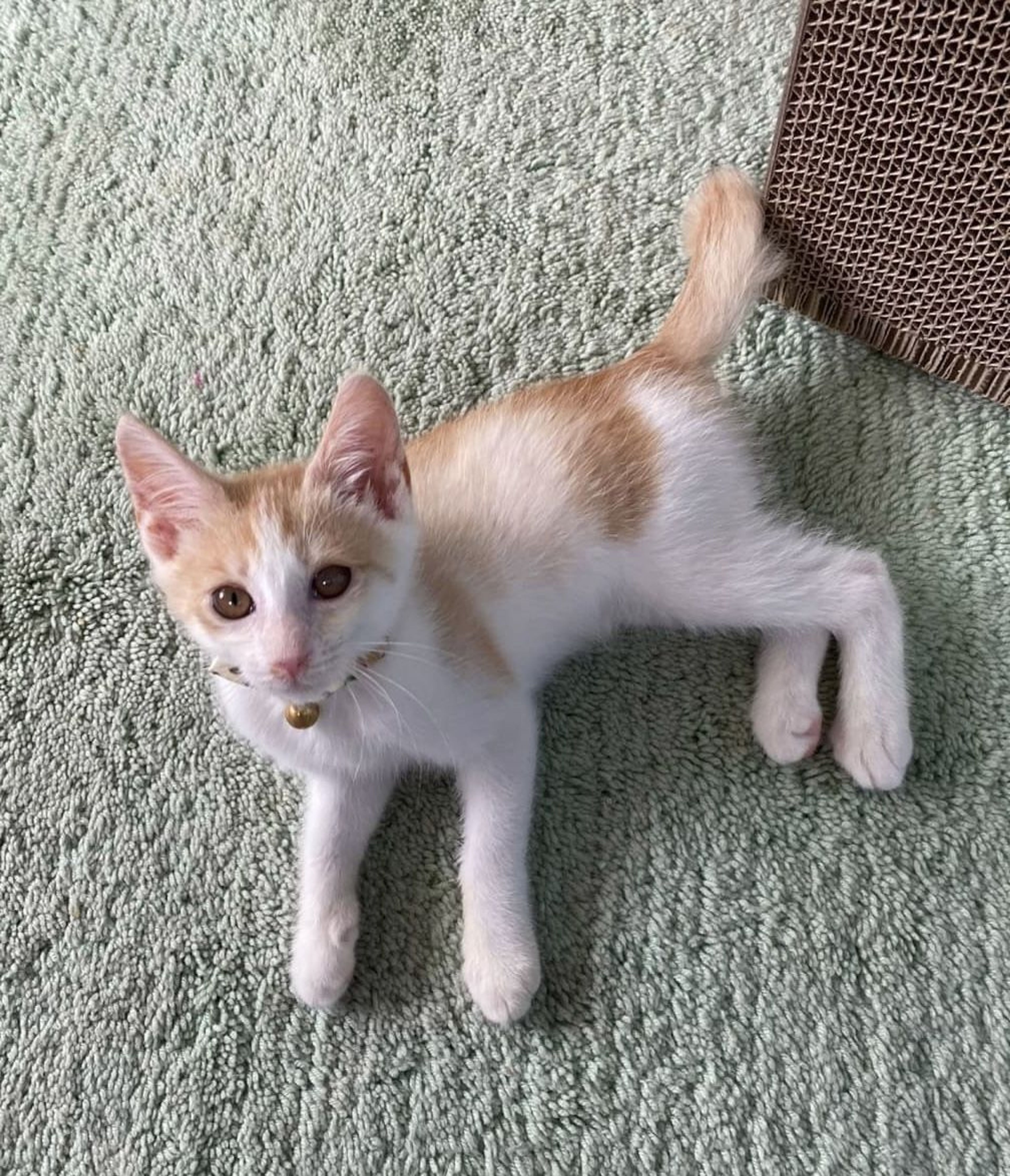 pet-image-5