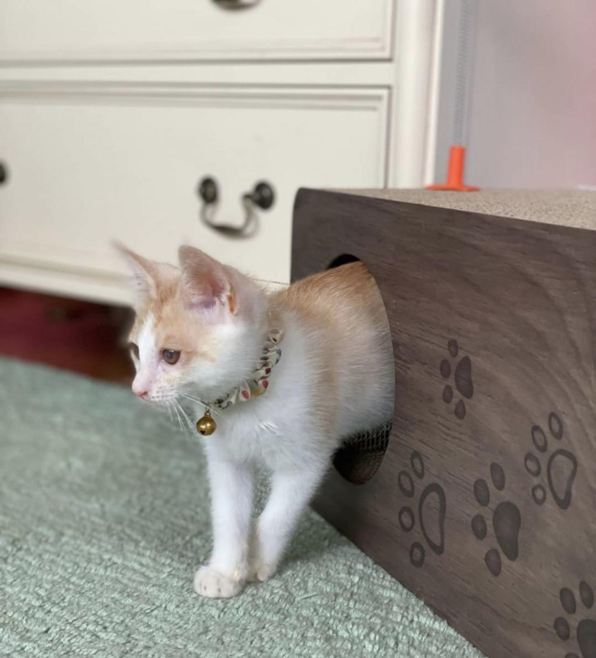pet-image-6