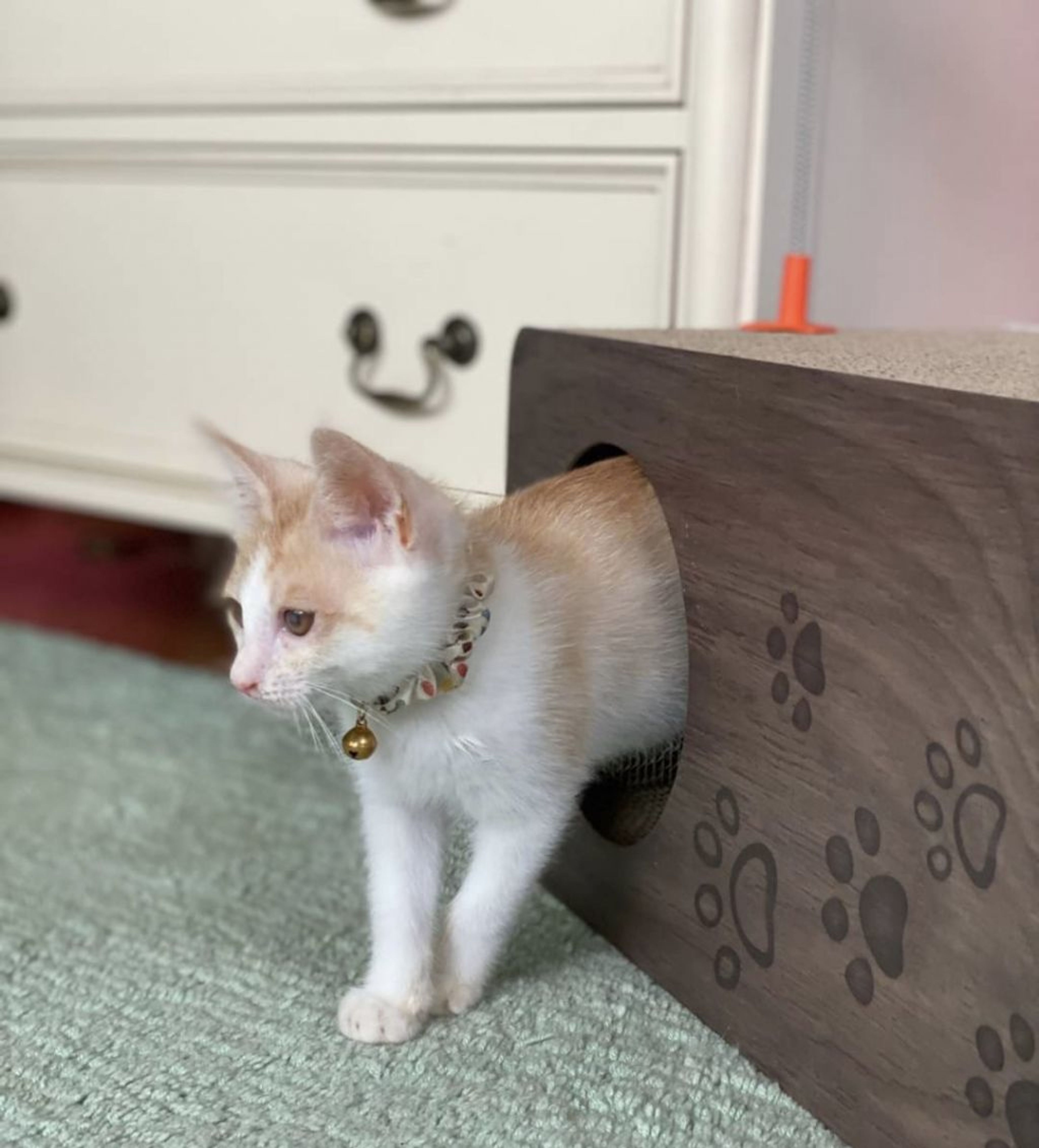 pet-image-6
