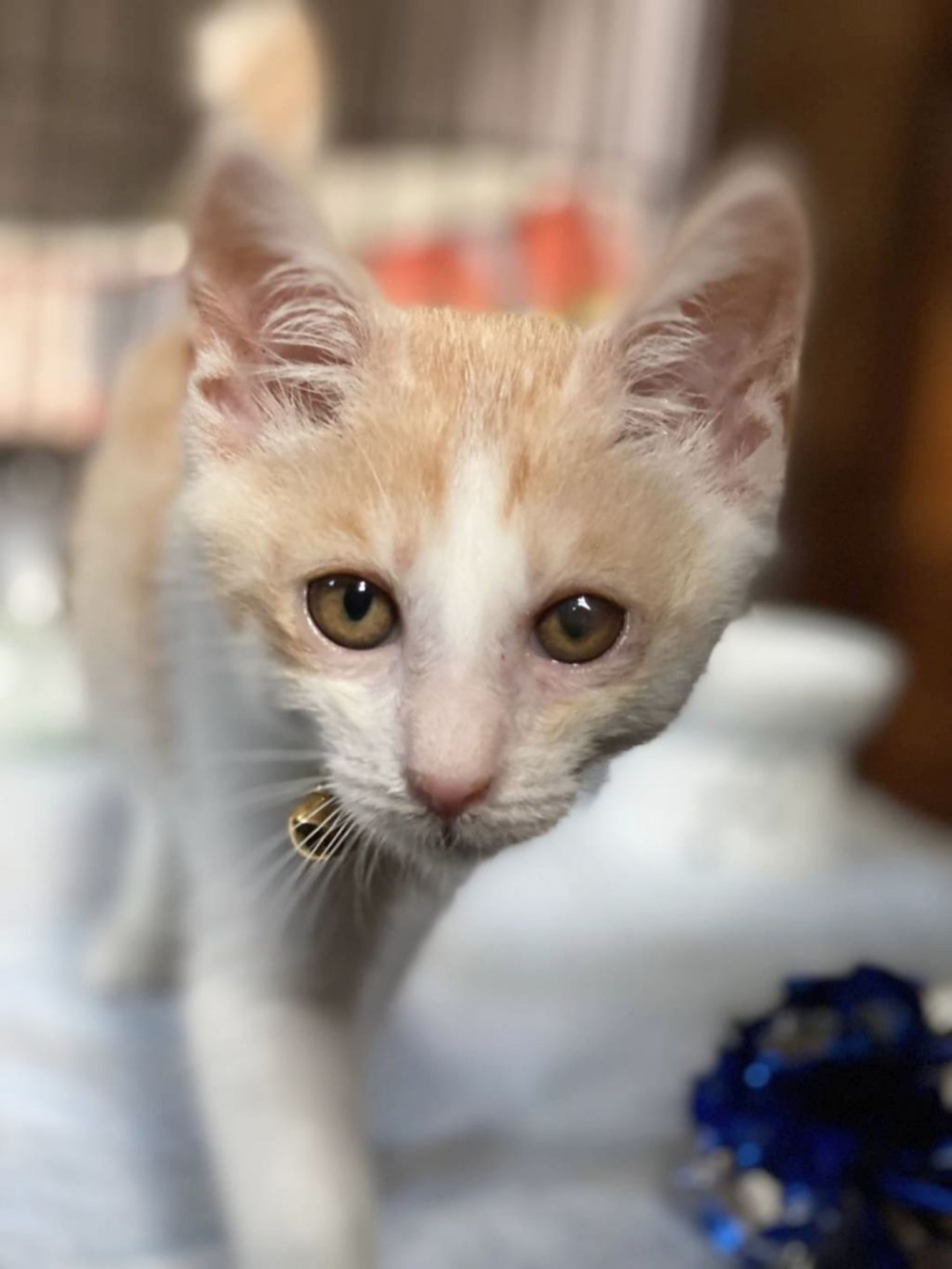pet-image-7