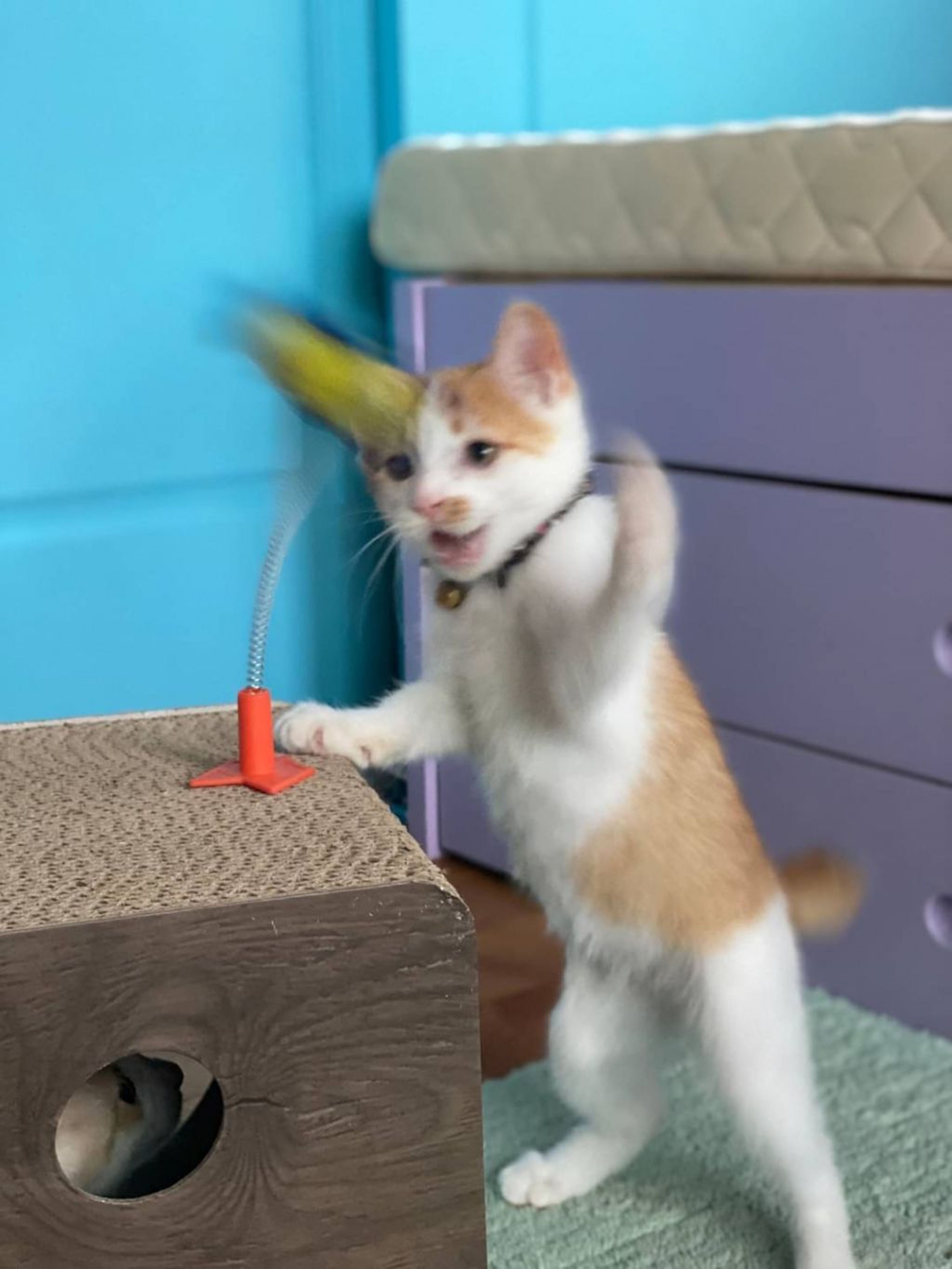 pet-image-3