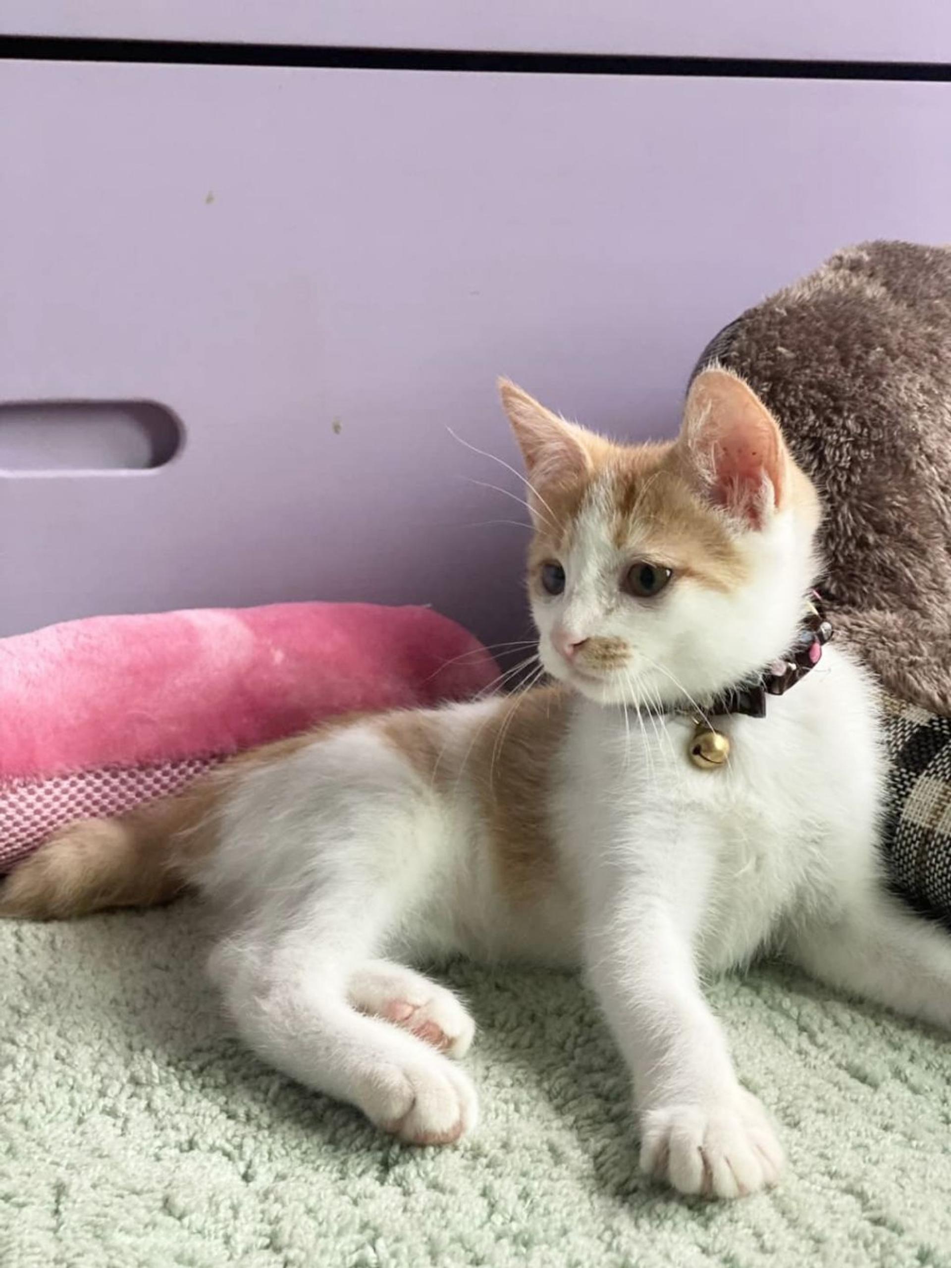 pet-image-4