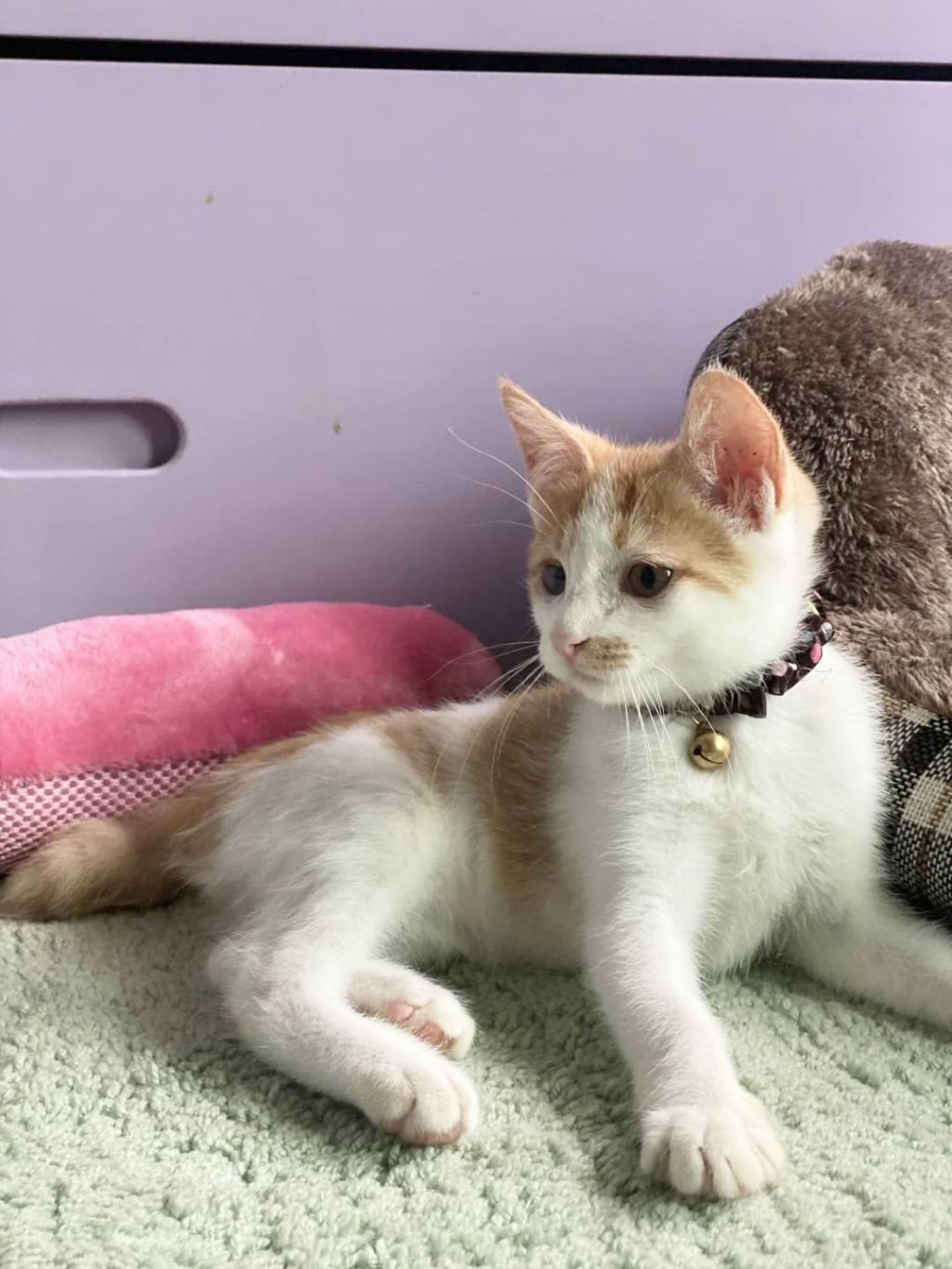 pet-image-4