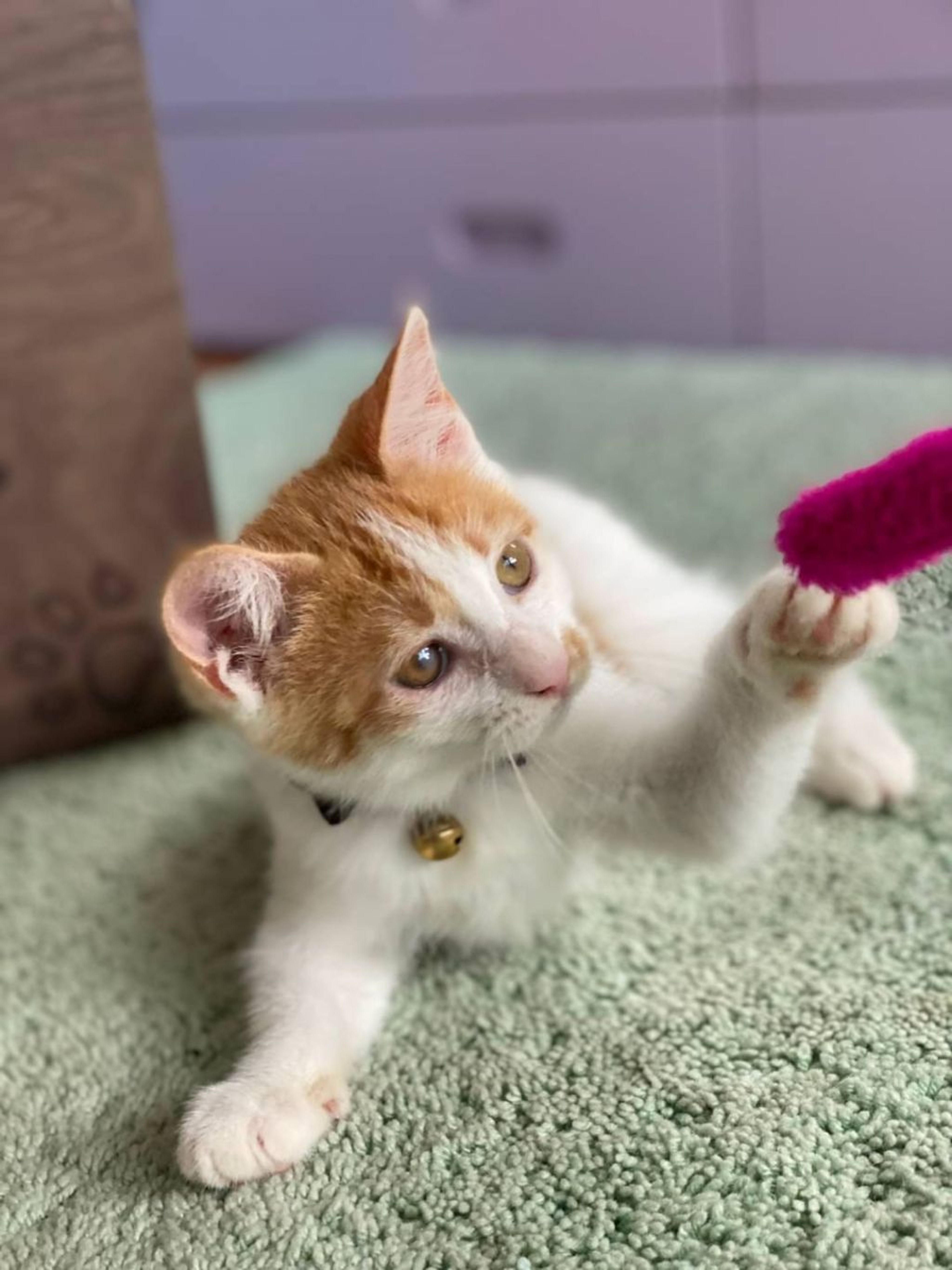 pet-image-5