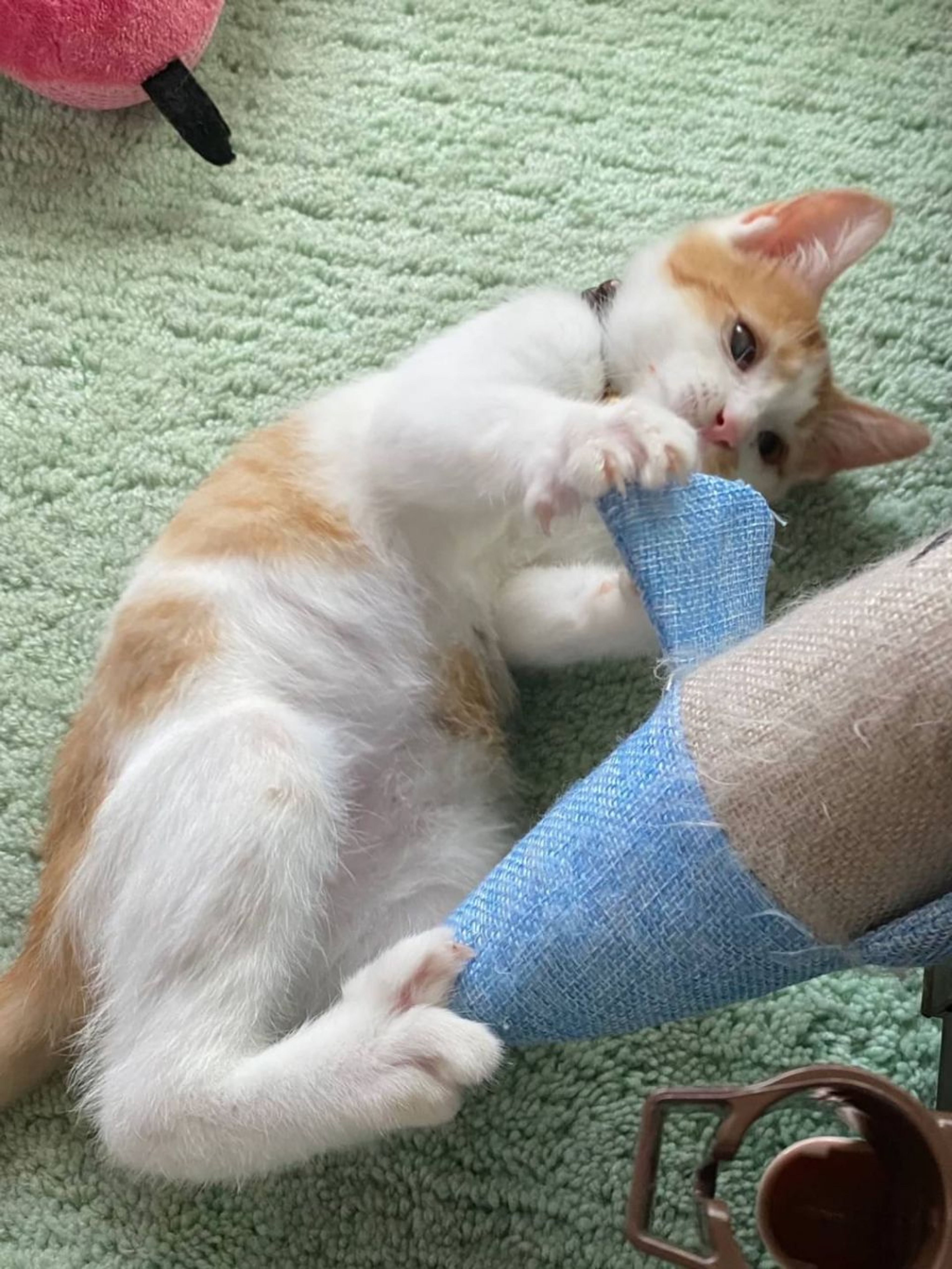 pet-image-6
