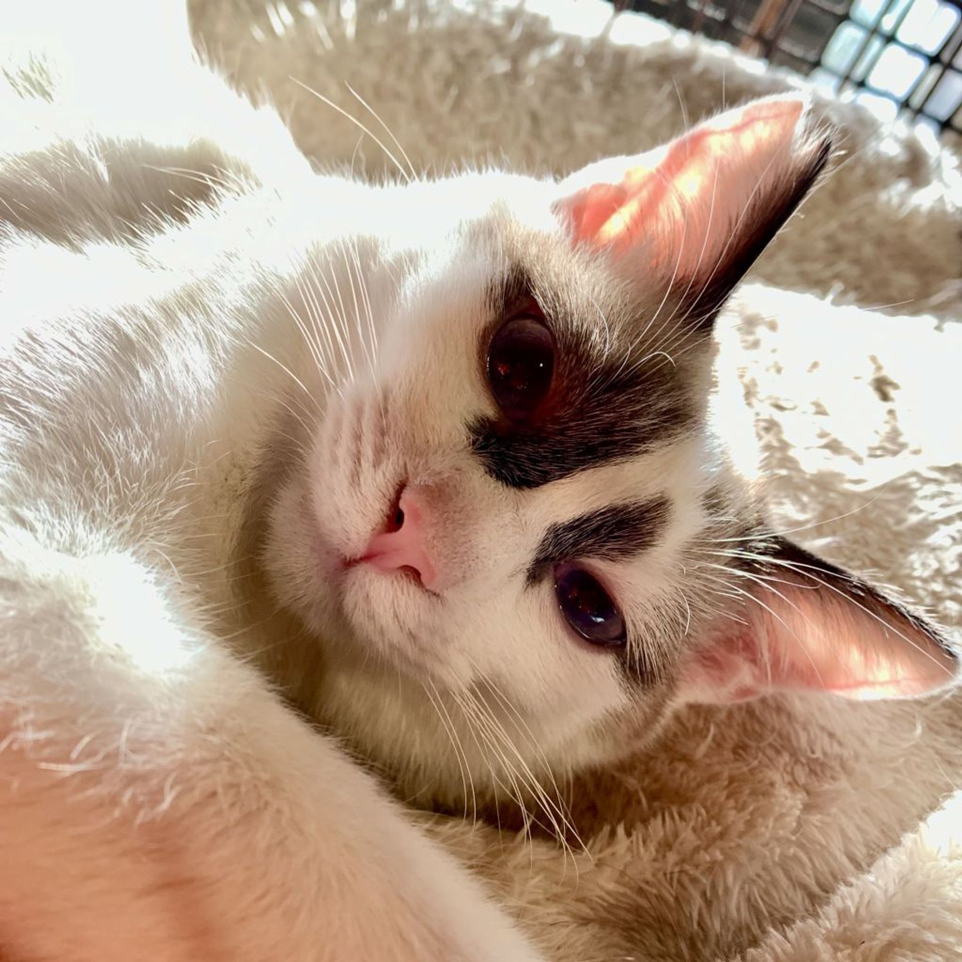 雑種（ミックス猫）・オスの里親募集の写真