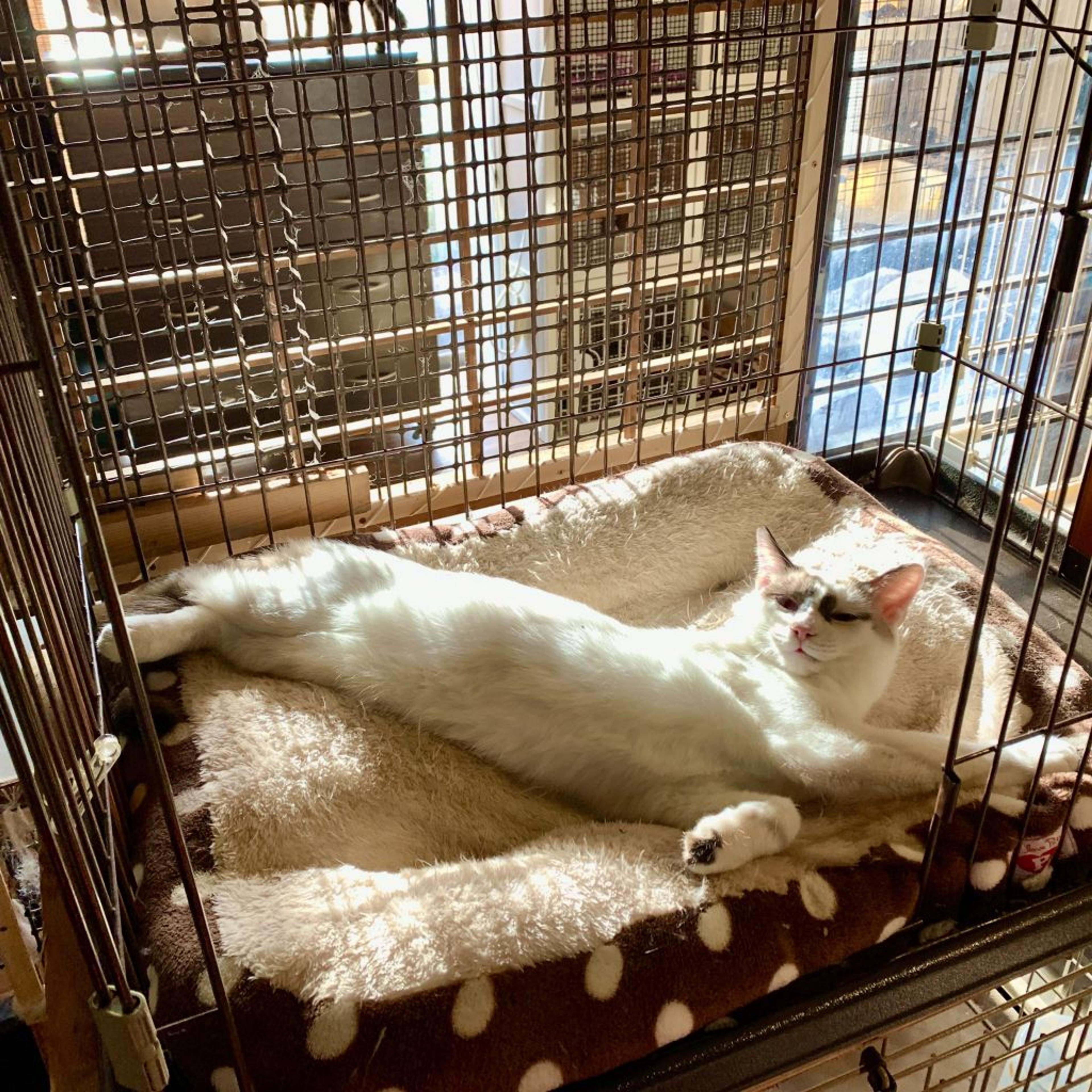 pet-image-2