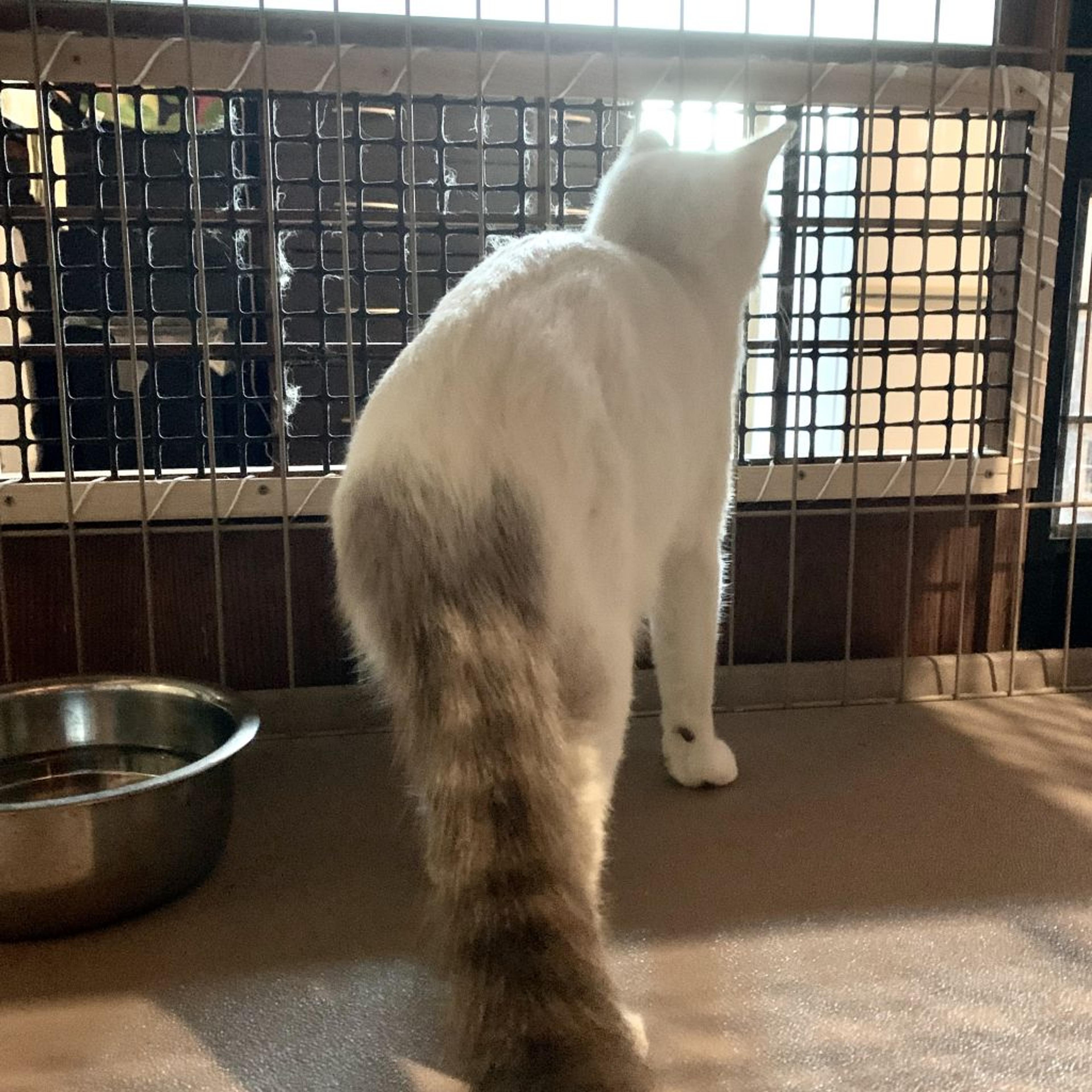 pet-image-4
