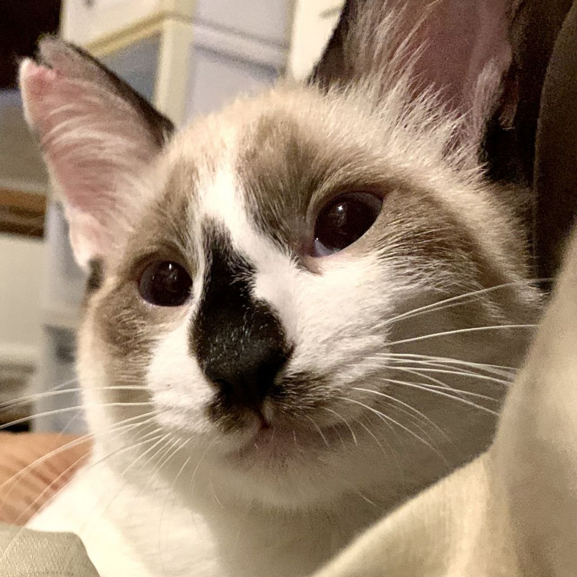 雑種（ミックス猫）・オスの里親募集の写真