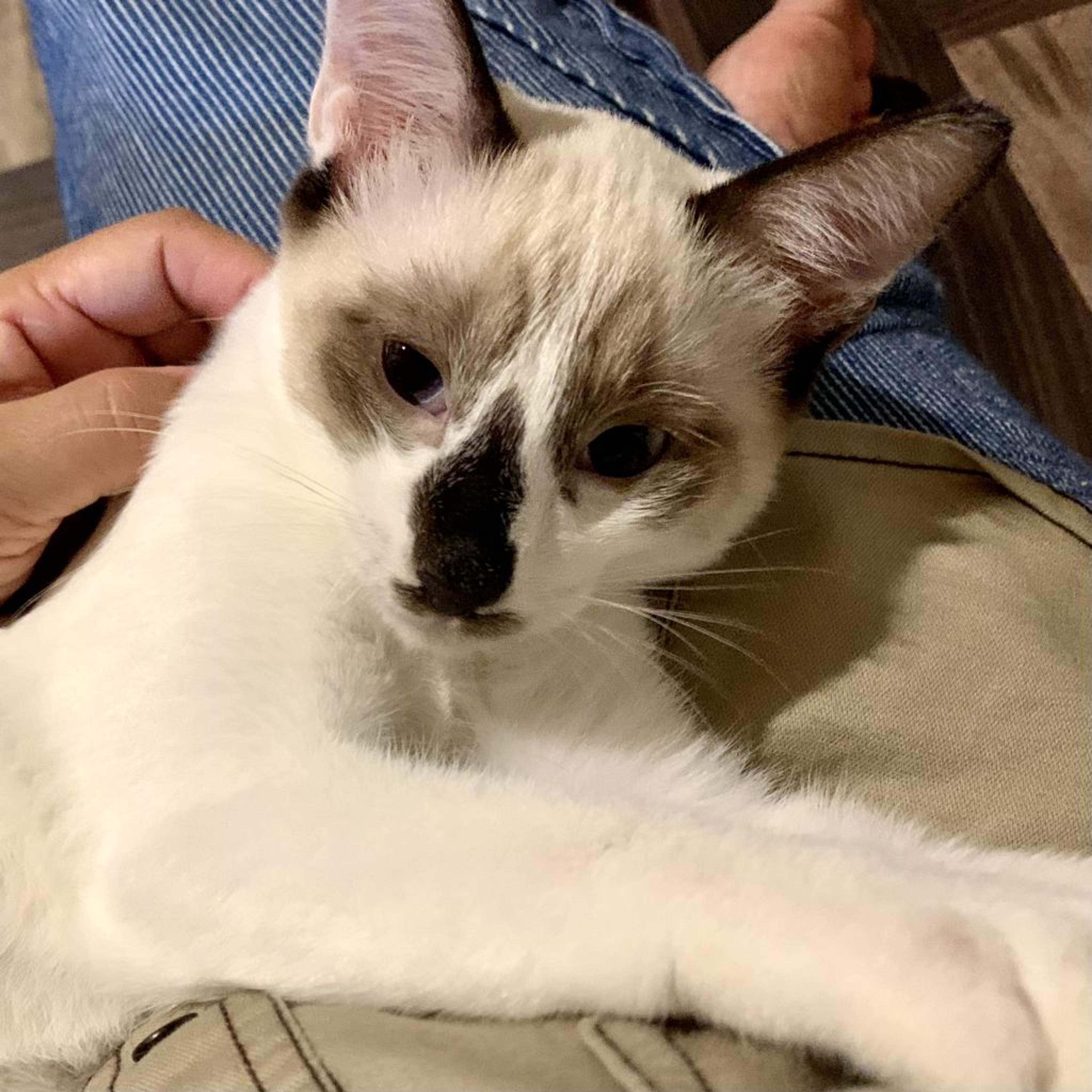 pet-image-2