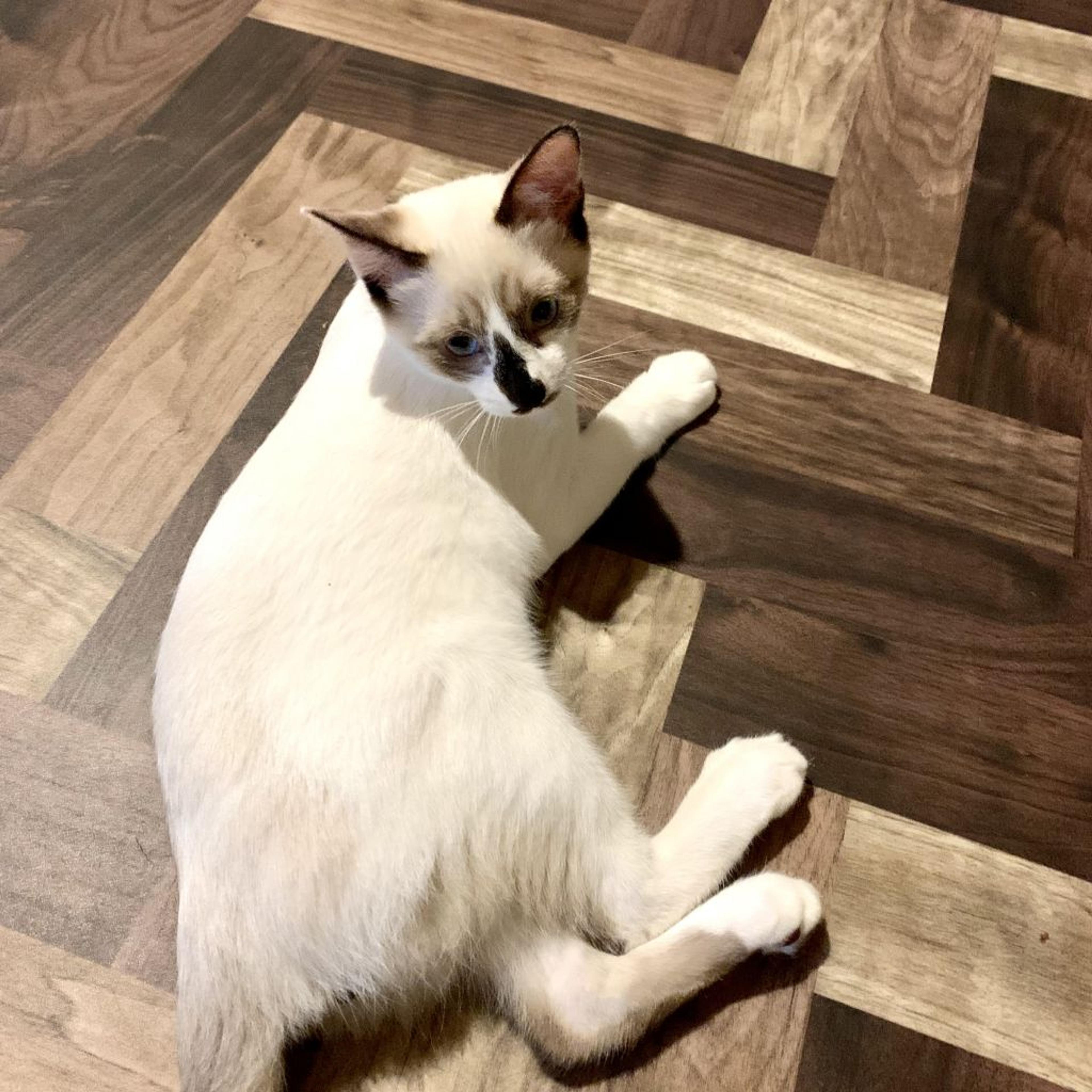pet-image-3