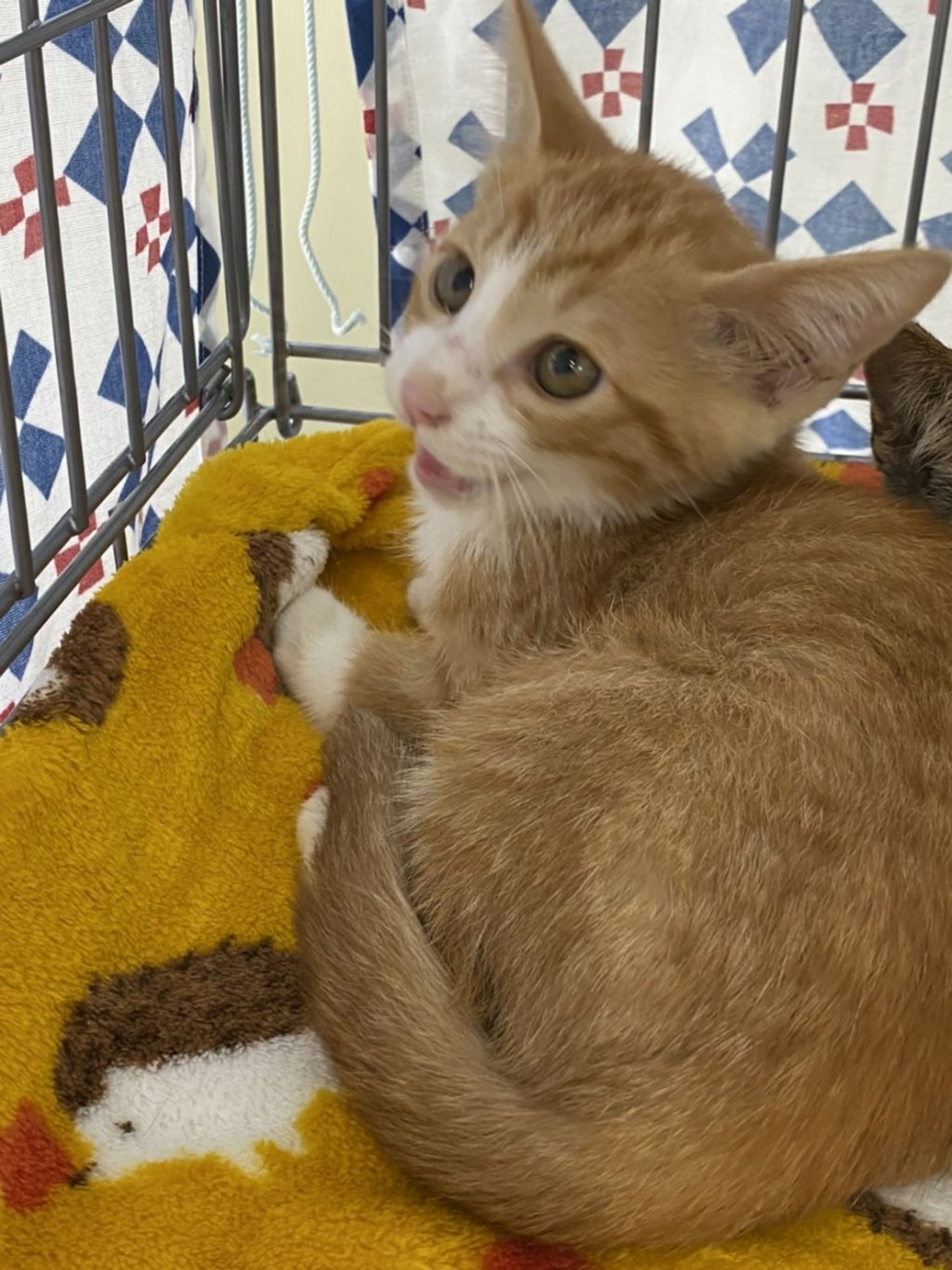 pet-image-2