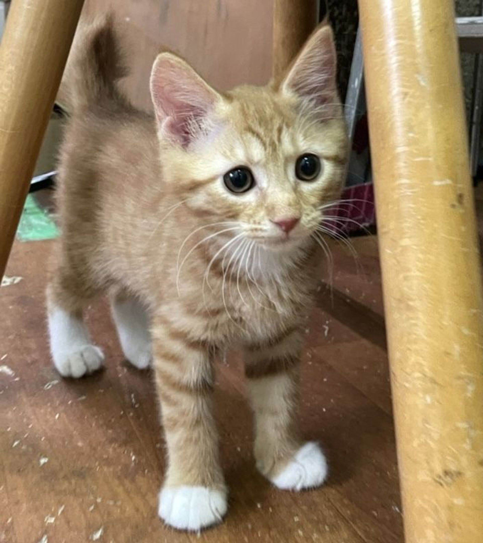 雑種（ミックス猫）・メスの里親募集の写真