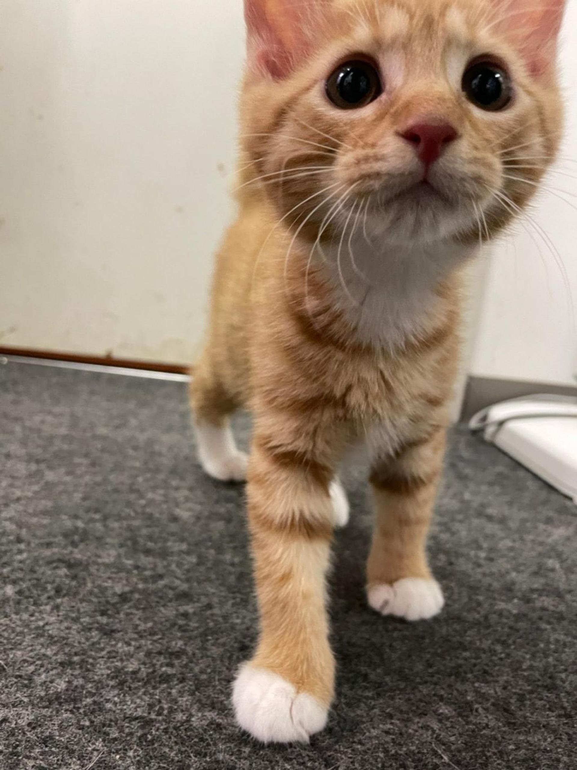 pet-image-5