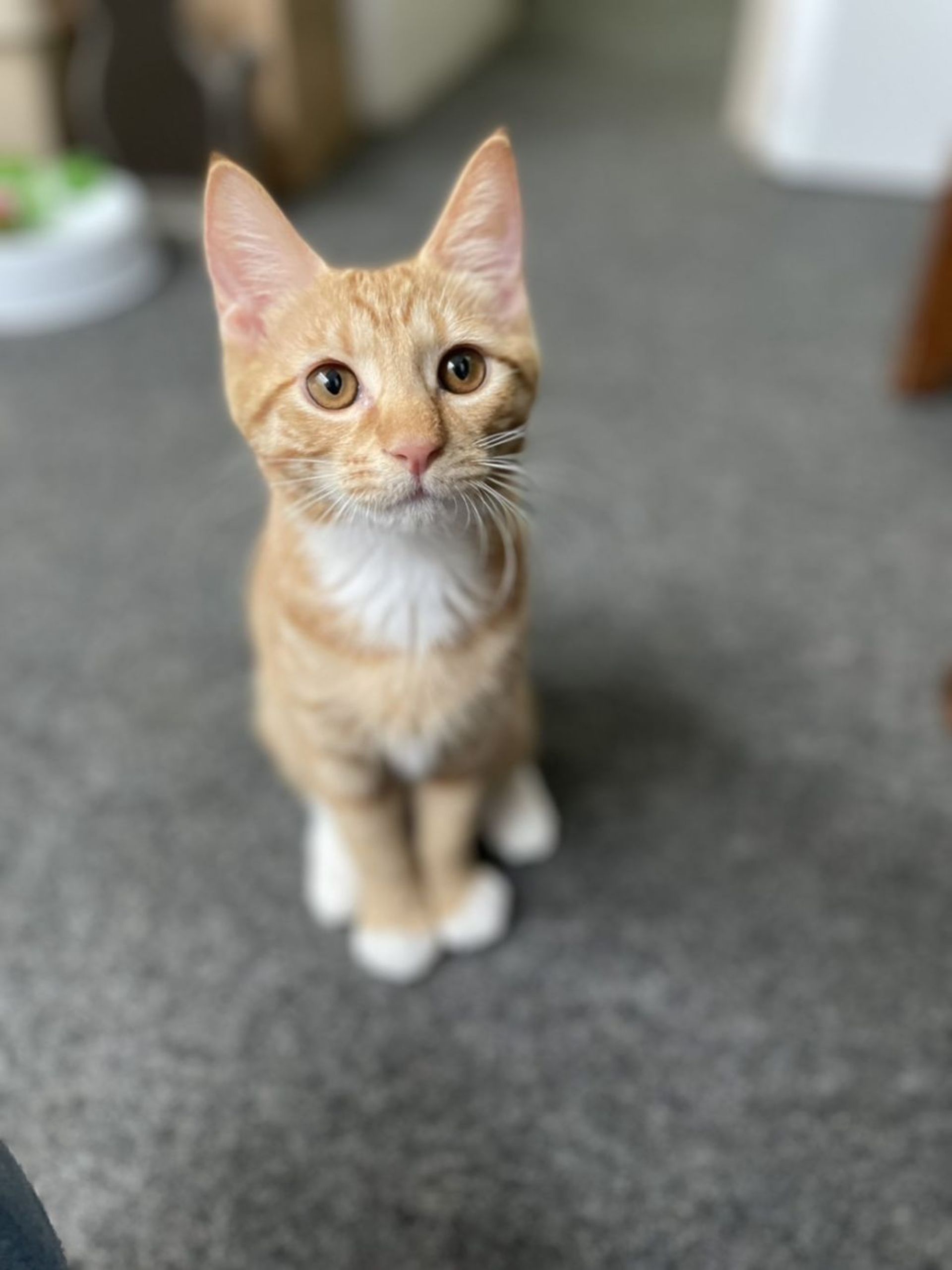 雑種（ミックス猫）・メスの里親募集の写真