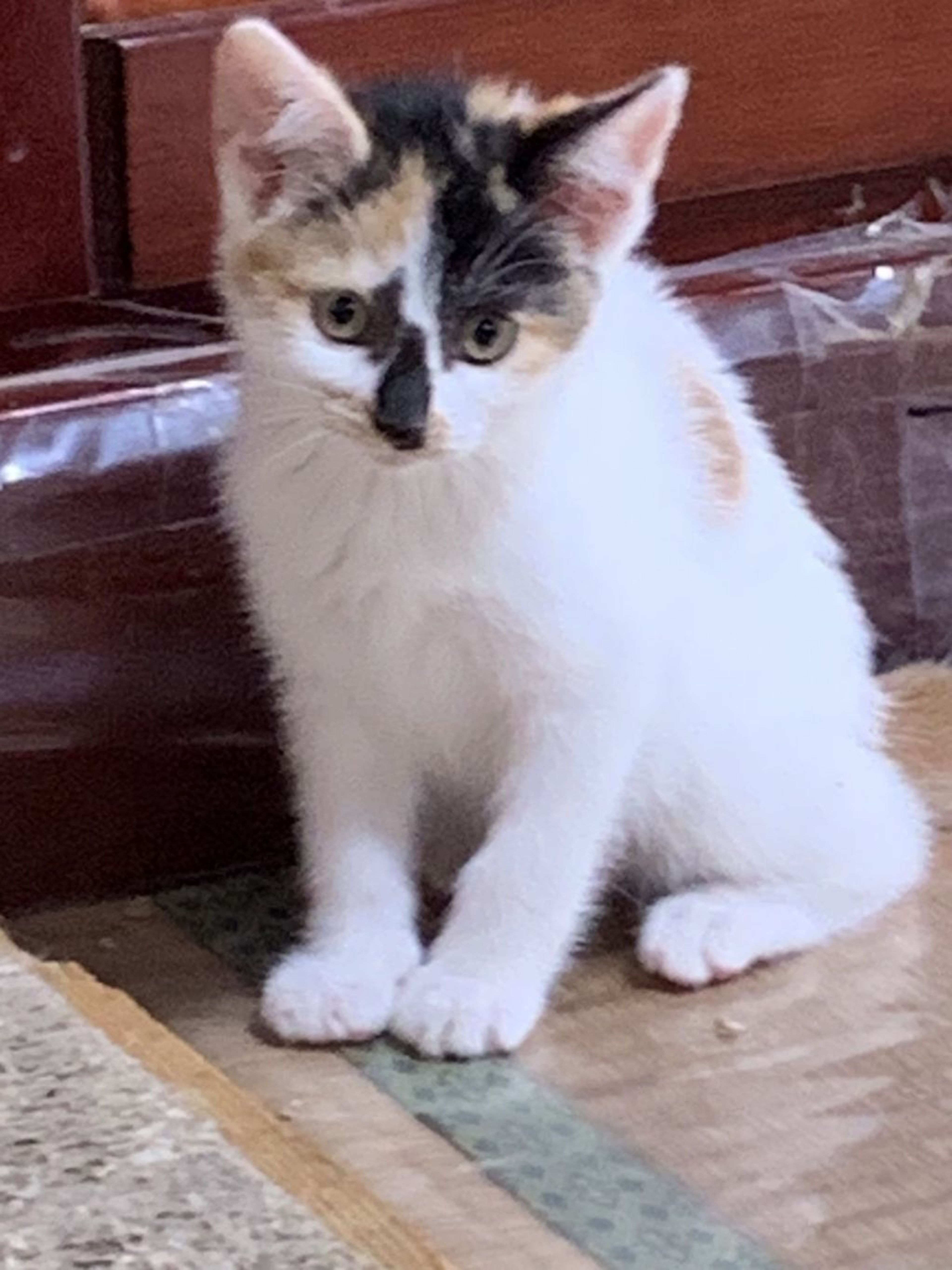 雑種（ミックス猫）・メスの里親募集の写真