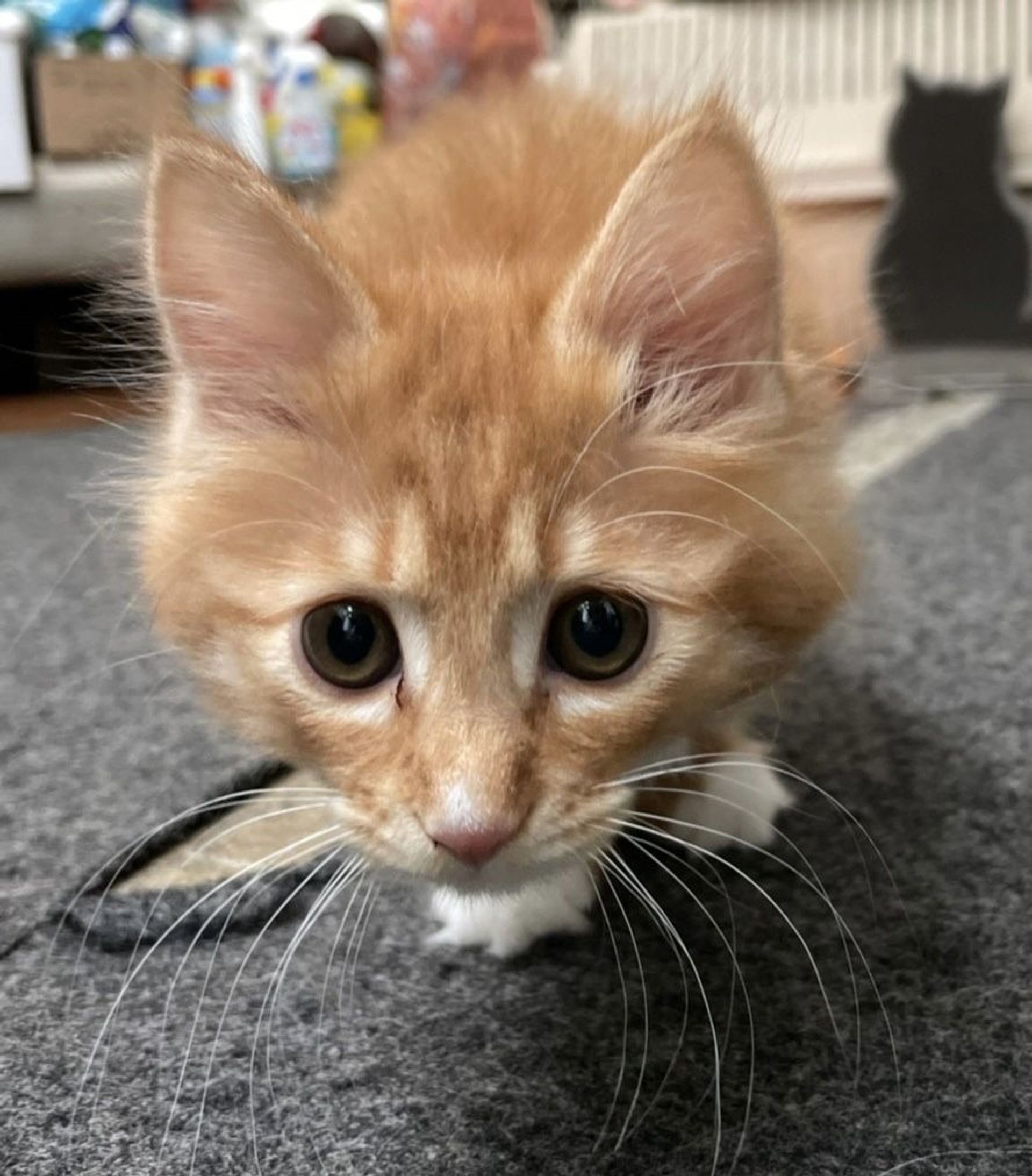 雑種（ミックス猫）・メスの里親募集の写真