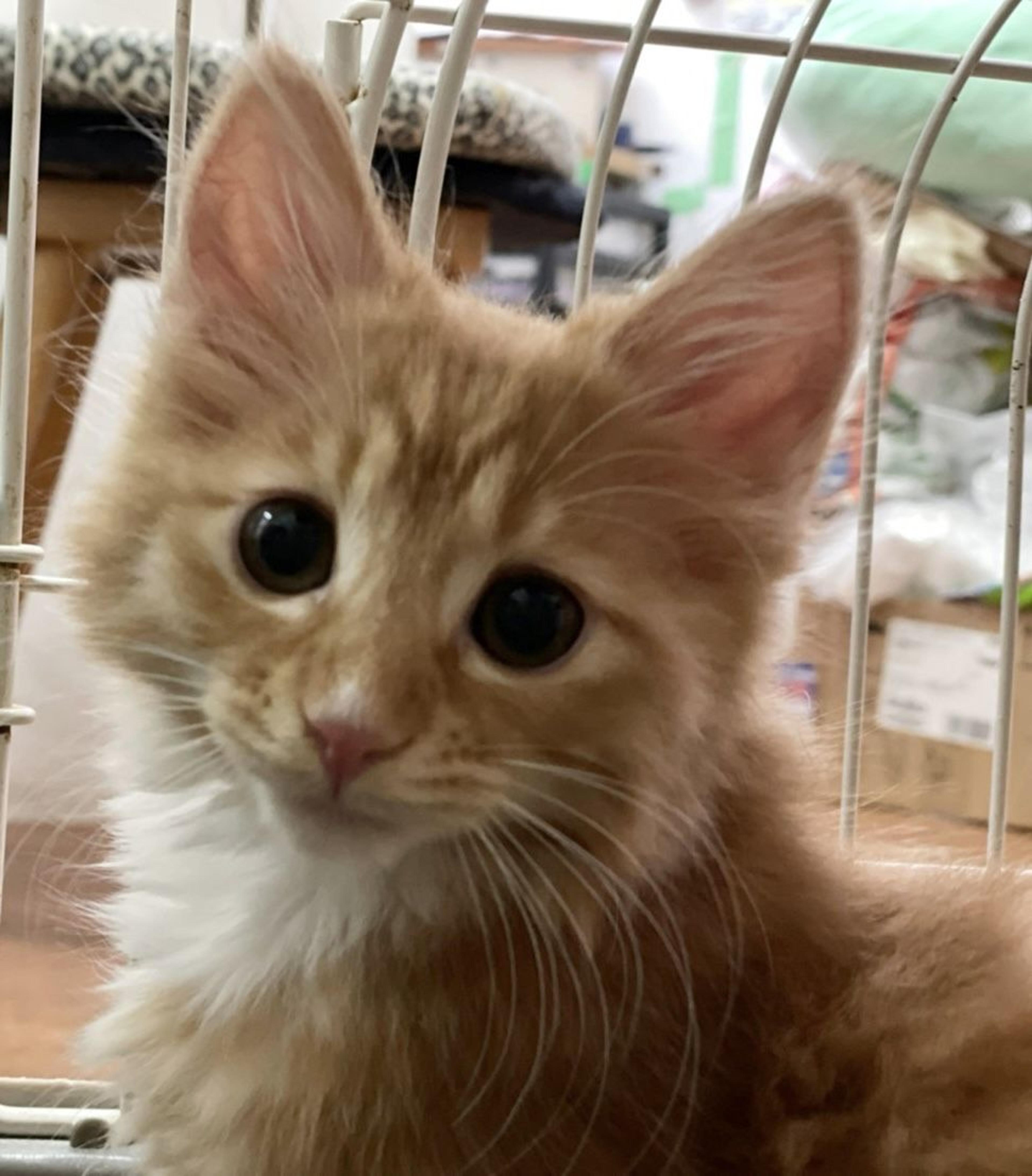 pet-image-3