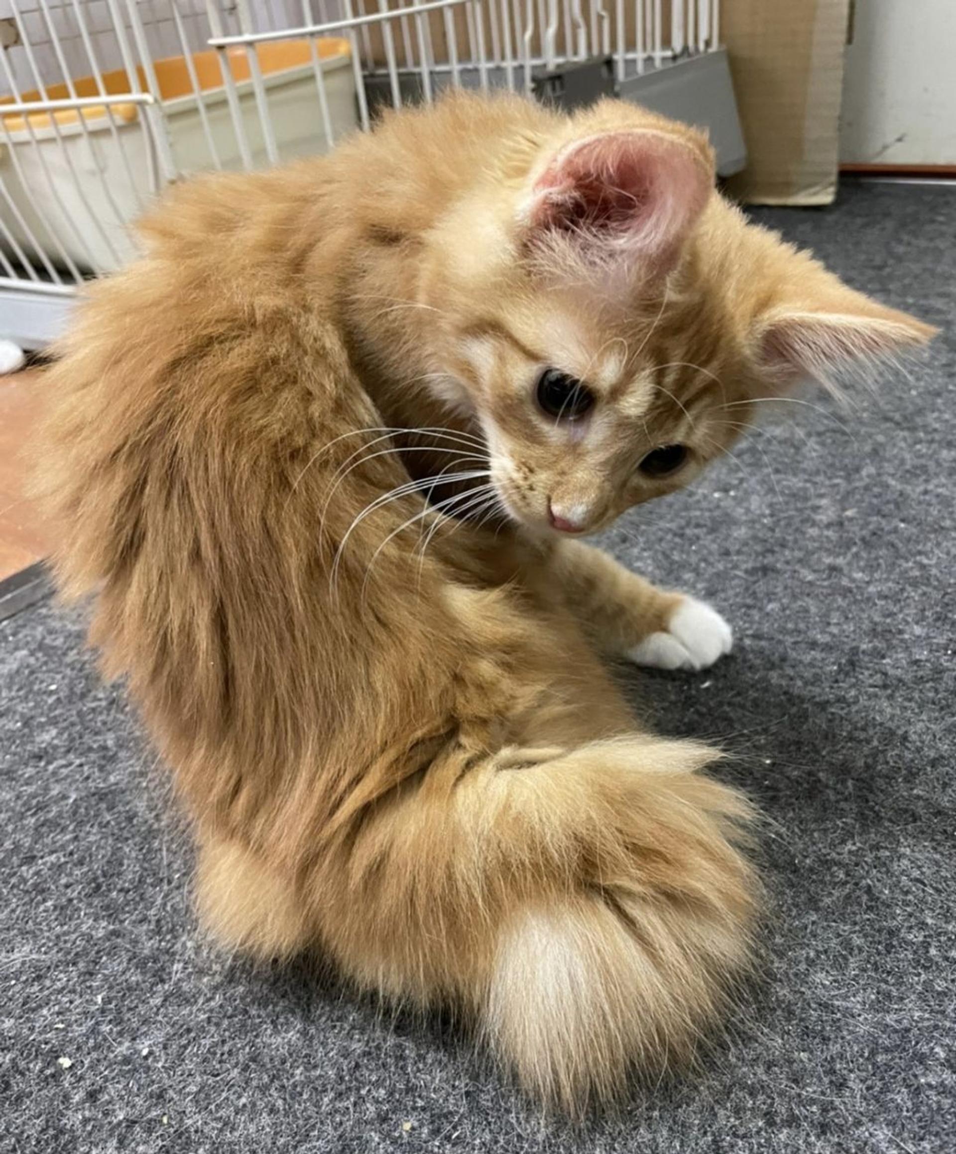 pet-image-6