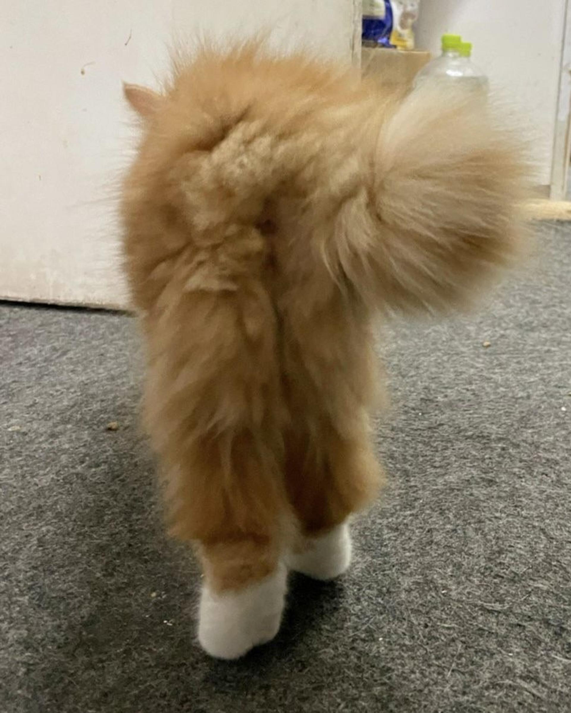 pet-image-7